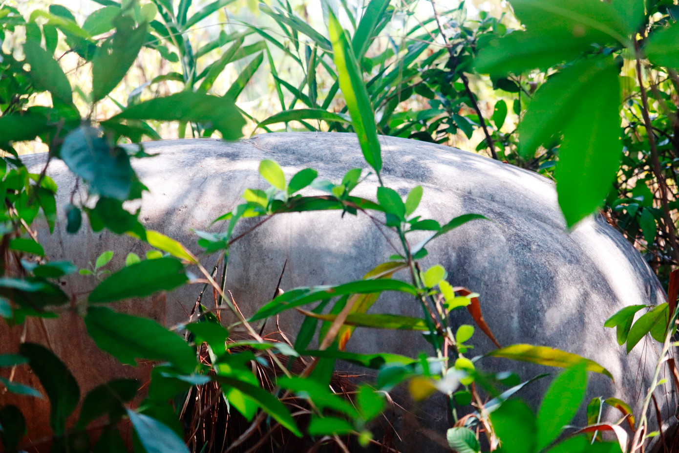 Tác phẩm “Hair Cutting” bị che khuất, “ngủ yên” dưới những bụi cây dại. Nếu không có tấm biển thuyết minh gần đó, ít ai nhận ra bức tượng này còn tồn tại.