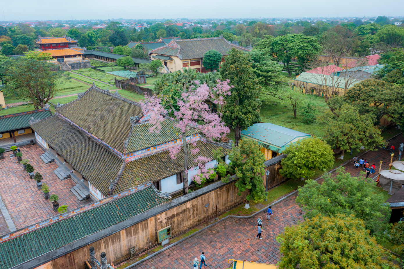 Tại Huế hiện nay còn nhiều cây ngô đồng tồn tại phía sau điện Thái Hoà, phía khu vực nhà Tả và Hữu Vu (Đại nội Huế). Ngoài ra, cây ngô đồng còn được tìm thấy ở một vài công viên ở Huế như Thương Bạc, Phu Văn Lâu, Tứ Tượng và một số lăng tẩm của các vị vua Minh Mạng, Tự Đức. (Ảnh: Đình Hoàng)