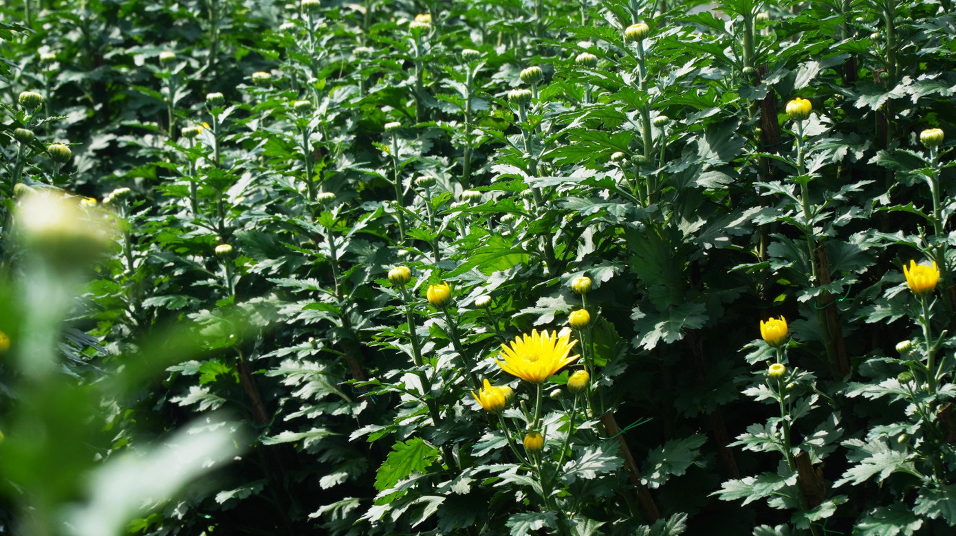 Tại xã Thủy Thanh (thị xã Hương Thủy) - nơi được xem là vựa hoa Tết lớn nhất nhì tỉnh TT-Huế, lãnh đạo UBND xã cho hay, mặc dù Tết Nguyên đán đã cận kề, nhưng nhiều chậu hoa Tết vẫn nằm vườn, chưa xuất bán đi các nơi như mọi năm.