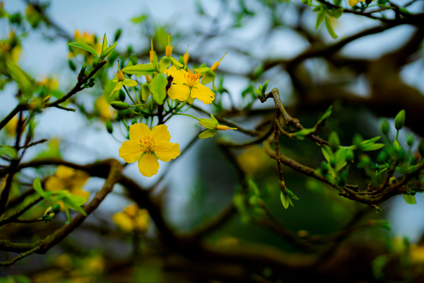 Hoàng mai Huế không có lá màu đỏ như hồng diệp mai của vùng Trung Trung bộ hay nhiều cánh như hoa mai miền Nam mà chỉ có 5 cánh, lá cây khi còn non đã có màu xanh, cánh dày, vàng tươi rực rỡ, mang hương thơm nhè nhẹ, tinh khiết và thanh thoát rất riêng biệt. Ảnh: Đình Hoàng. Hoàng mai Huế không có lá màu đỏ như hồng diệp mai của vùng Trung Trung bộ hay nhiều cánh như hoa mai miền Nam mà chỉ có 5 cánh, lá cây khi còn non đã có màu xanh, cánh dày, vàng tươi rực rỡ, mang hương thơm nhè nhẹ, tinh khiết và thanh thoát rất riêng biệt. Ảnh: Đình Hoàng.