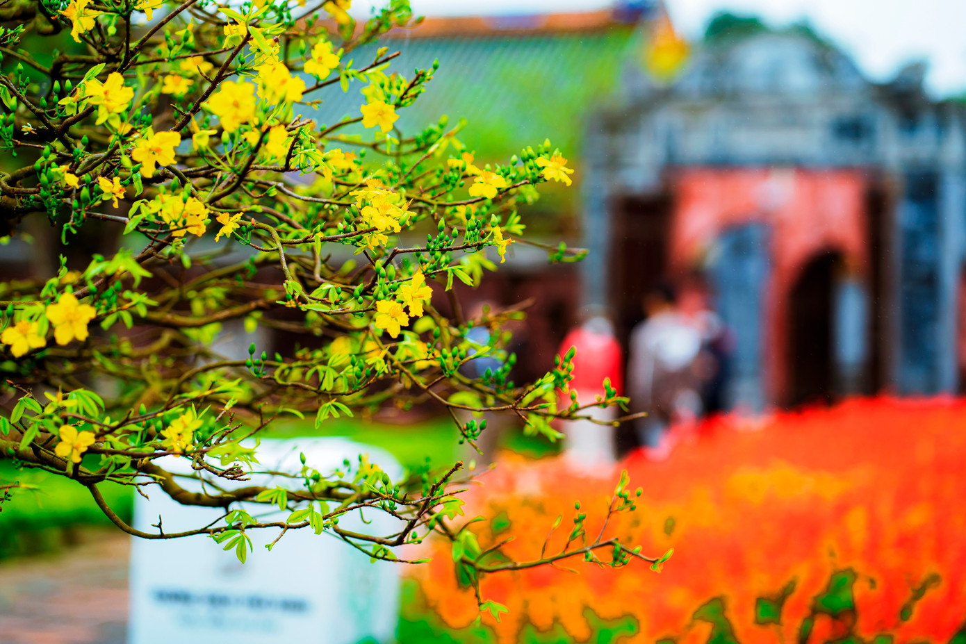 Đây là lễ hội Hoàng mai có quy mô toàn quốc đầu tiên được tổ chức tại Cố đô Huế. Lễ hội này cũng nằm trong khuôn khổ Festival mùa Xuân thuộc chương trình Festival 4 mùa được tổ chức xuyên suốt trong năm 2023 của tỉnh TT-Huế. Ảnh: Đình Hoàng Đây là lễ hội Hoàng mai có quy mô toàn quốc đầu tiên được tổ chức tại Cố đô Huế. Lễ hội này cũng nằm trong khuôn khổ Festival mùa Xuân thuộc chương trình Festival 4 mùa được tổ chức xuyên suốt trong năm 2023 của tỉnh TT-Huế. Ảnh: Đình Hoàng