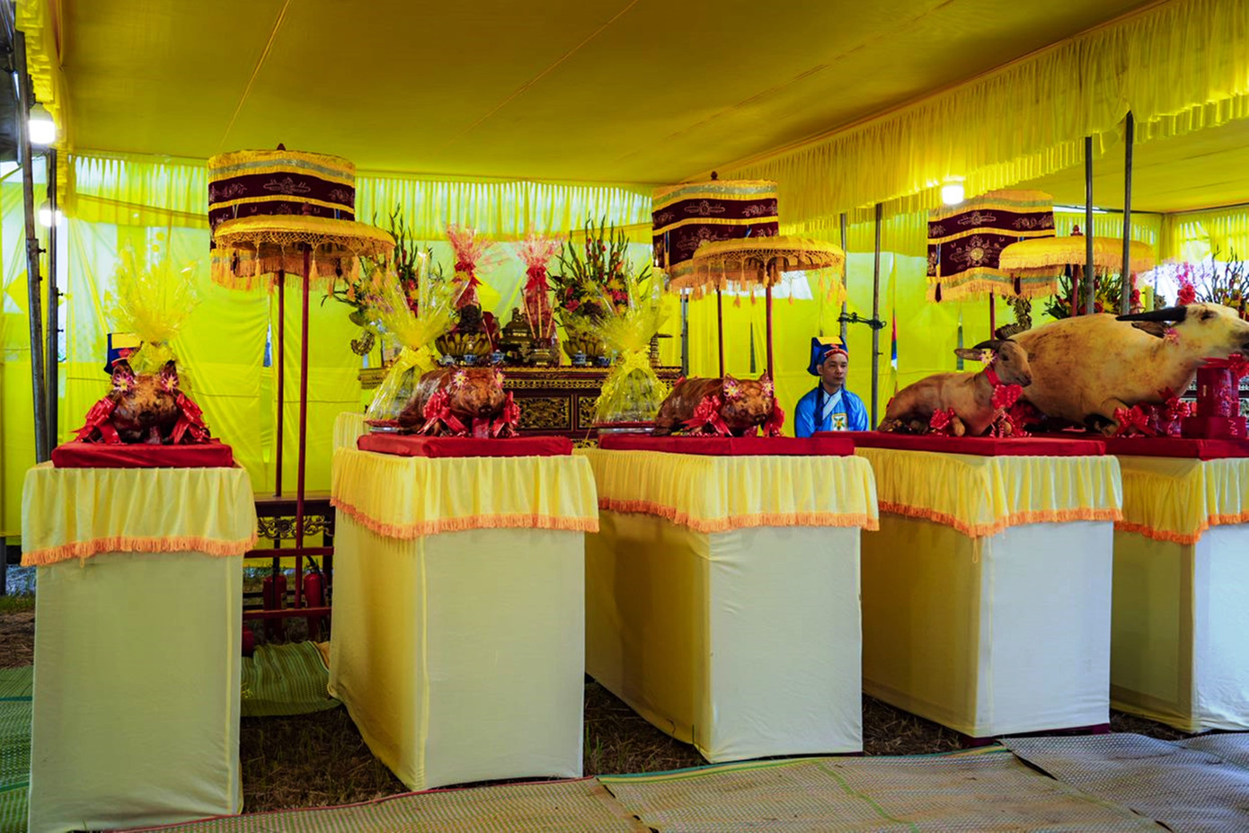 Lễ phẩm tại lễ tế gồm đủ tam sanh (bò, dê, heo). (Ảnh: Đình Hoàng)