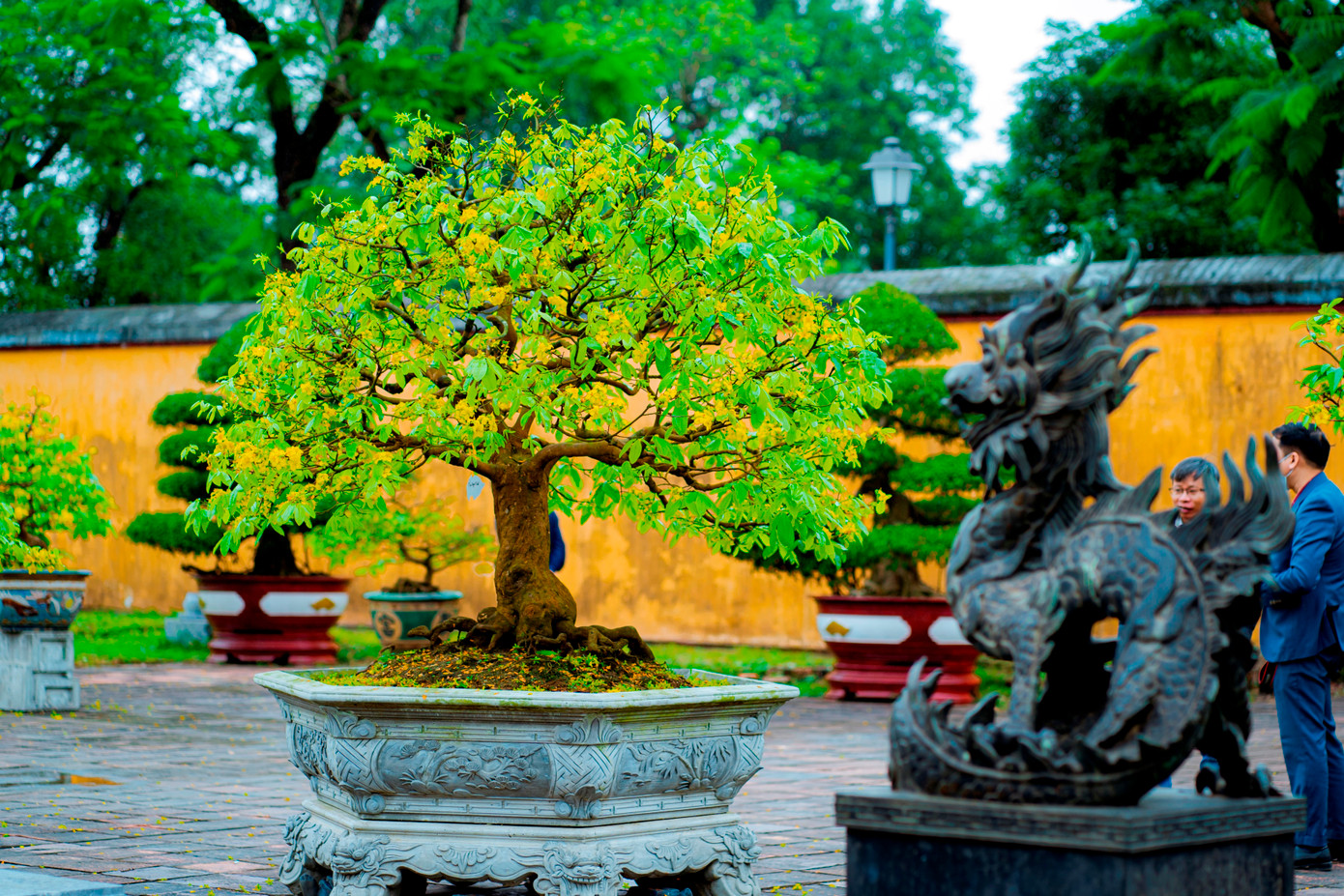 Được xem là xứ sở của hoa mai vàng, mới đây, tỉnh TT-Huế đã có chủ trương đăng cai Lễ hội Hoàng mai Huế trên quy mô toàn quốc trong dịp đón Tết cổ truyền Quý Mão 2023. Ảnh: Đình Hoàng. Được xem là xứ sở của hoa mai vàng, mới đây, tỉnh TT-Huế đã có chủ trương đăng cai Lễ hội Hoàng mai Huế trên quy mô toàn quốc trong dịp đón Tết cổ truyền Quý Mão 2023. Ảnh: Đình Hoàng.