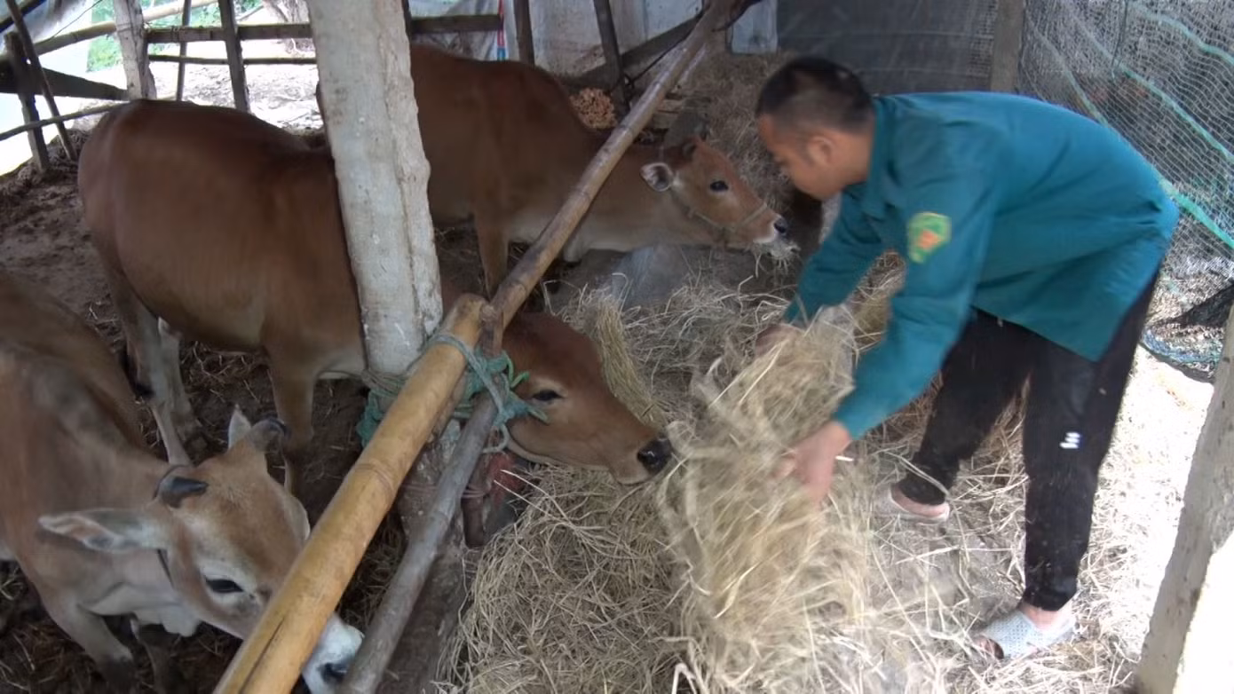 Người dân vùng cao A Lưới - nơi được dự báo nhiệt độ xuống thấp từ 12-14 độ C, chủ động bảo vệ đàn gia súc trong đợt mưa rét này. (Ảnh: CTV) Người dân vùng cao A Lưới - nơi được dự báo nhiệt độ xuống thấp từ 12-14 độ C, chủ động bảo vệ đàn gia súc trong đợt mưa rét này. (Ảnh: CTV)