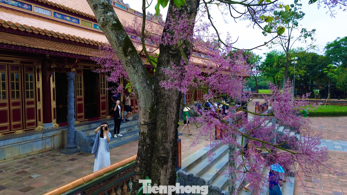 Năm nay, ngô đồng đua nở dịp đầu tháng 4, làm say lòng bao du khách đến tham quan khu di sản Huế. Năm nay, ngô đồng đua nở dịp đầu tháng 4, làm say lòng bao du khách đến tham quan khu di sản Huế.