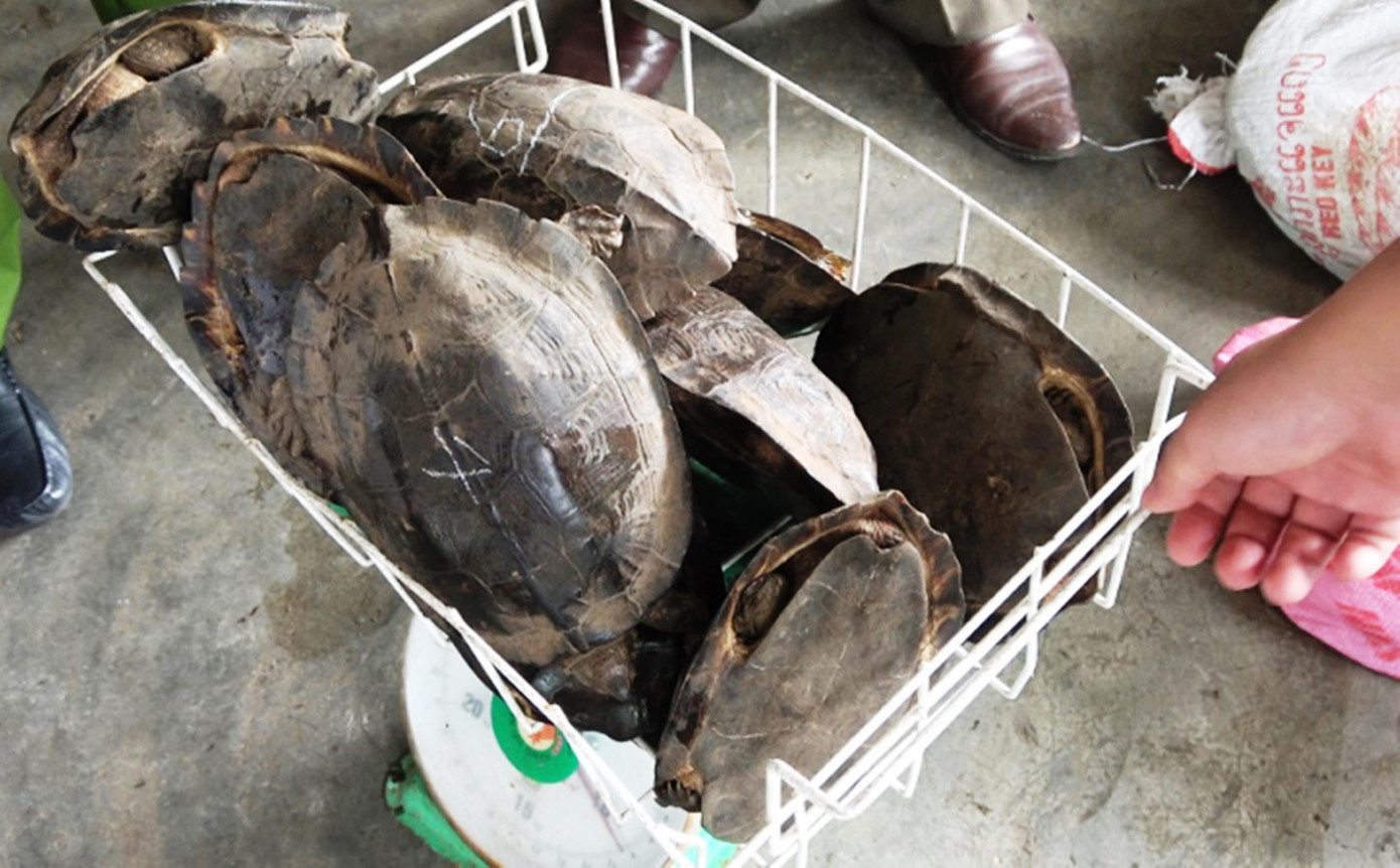 11 cá thể rùa được lực lượng chức năng phát hiện tại quán ăn ông Cánh. Ảnh CACC