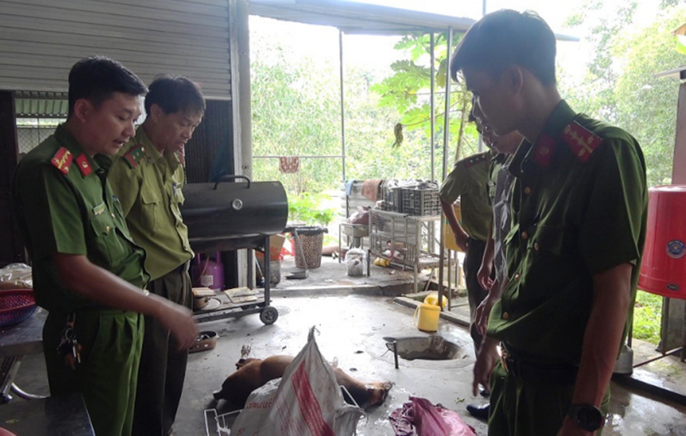 Một cá thể mang (hoẵng) được phát hiện tại nhà hàng Bãi Kiến. Ảnh CACC