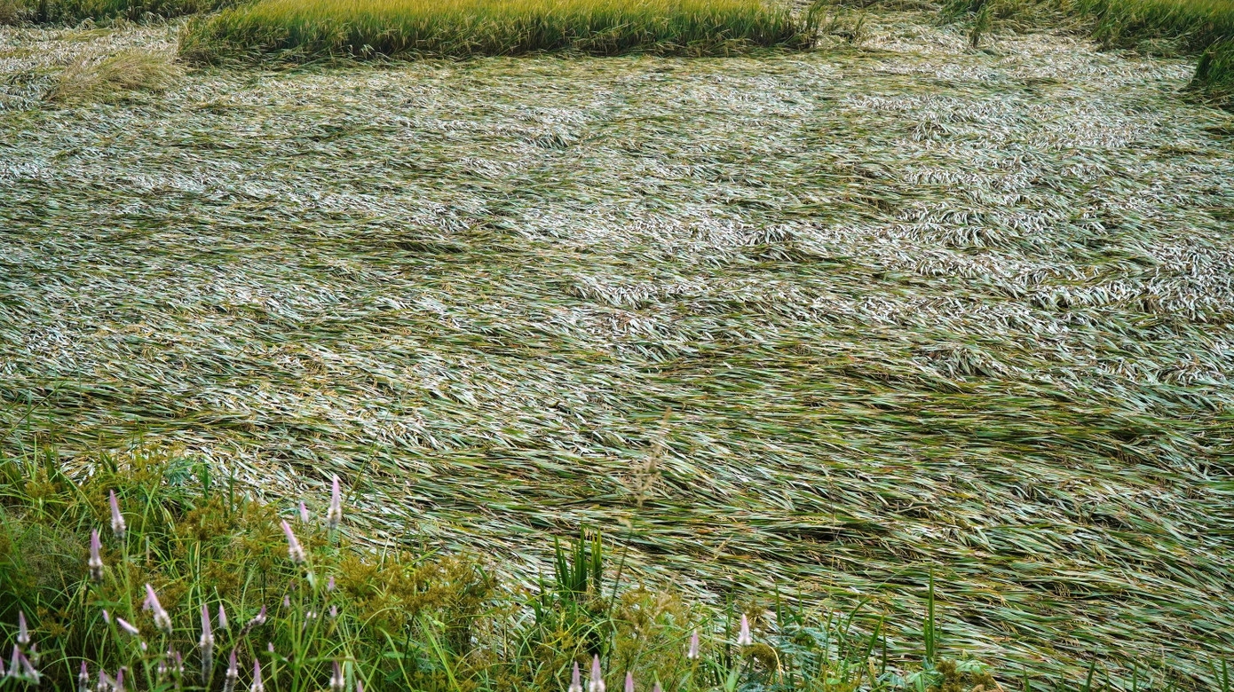 Được biết, vụ đông xuân năm nay, tỉnh TT-Huế gieo cấy khoảng 28.000 ha lúa. Đến đầu tháng 5, lúa đông xuân ở giai đoạn hạt vào chắc, chín rộ. Nông dân bắt đầu thu hoạch khoảng 1.200 ha. Tuy nhiên, mưa lớn bất thường xảy ra trên toàn địa bàn khiến cho việc thu hoạch lúa chín bị gián đoạn. Ngoài ra, lúa chín gặp mưa làm hạt ngậm nước nên bị gãy đổ, ngã rạp hàng loạt khi có gió lớn.