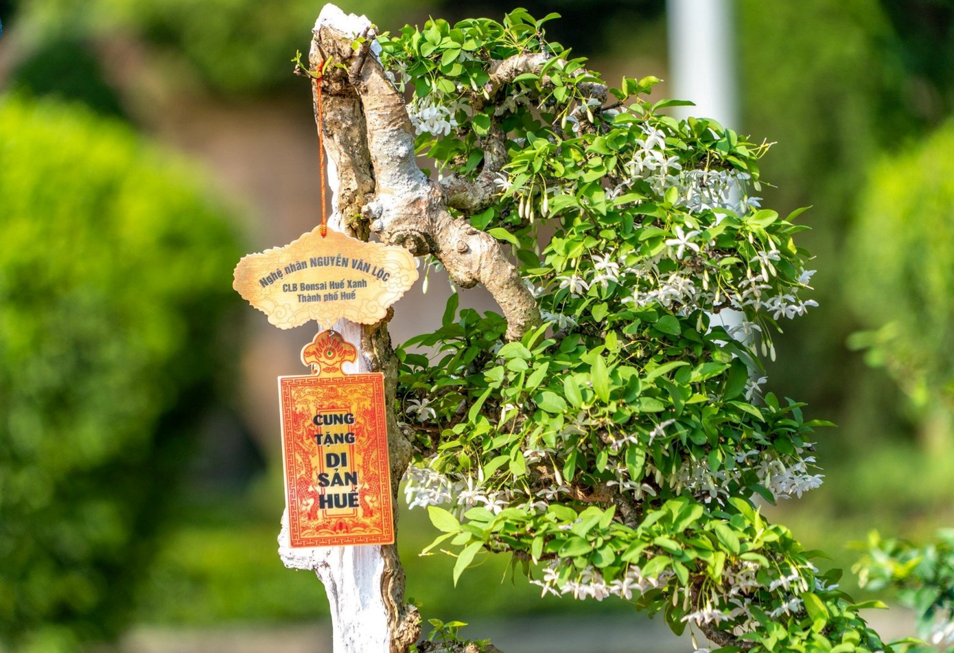 Điểm nhấn của triển lãm lần này là lễ cung tiến cây kiểng và hoa phong lan của các nghệ nhân 3 miền vào khu Di sản Huế, thể hiện nghĩa cử cùng chung tay bảo tồn, gìn giữ di sản văn hoá của dân tộc của các nghệ nhân; cũng như lòng thành kính của nhiều nghệ nhân, đơn vị, địa phương đối với các bậc tiền nhân. Ảnh: TTBTDTCĐ Huế