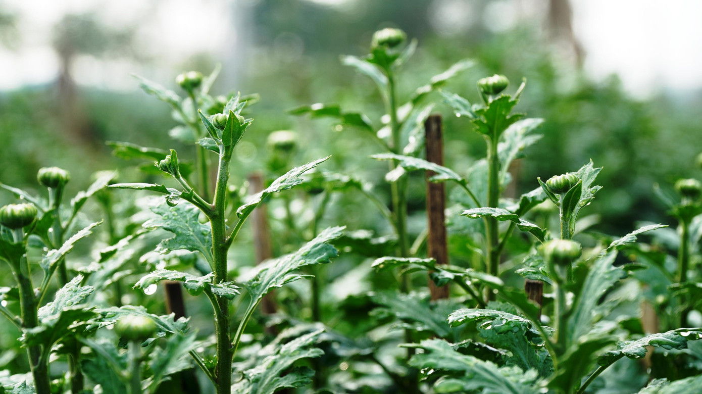 Riêng hoa trồng chậu (chủ yếu là hoa cúc phục vụ Tết) khoảng 119.400 chậu; trong đó, huyện Phong Điền trồng khoảng 500 chậu, Quảng Điền trồng 1.600 chậu, Hương Thủy trồng 48.000 chậu, Phú Vang trồng 10.000 chậu, TP Huế trồng 50.000 chậu, A Lưới trồng 8.300 chậu...