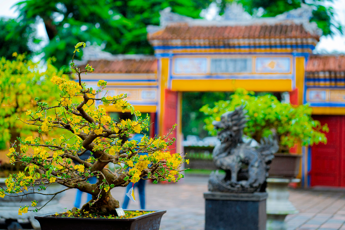 Hoàng mai Huế là giống cây thân gỗ nhỏ tuổi thọ bền. Cây sinh trưởng phát triển như giống mai thông thường, không kén đất trồng, chủ yếu chỉ trồng được ở khí hậu nhiệt đới. Ảnh: Đình Hoàng. Hoàng mai Huế là giống cây thân gỗ nhỏ tuổi thọ bền. Cây sinh trưởng phát triển như giống mai thông thường, không kén đất trồng, chủ yếu chỉ trồng được ở khí hậu nhiệt đới. Ảnh: Đình Hoàng.