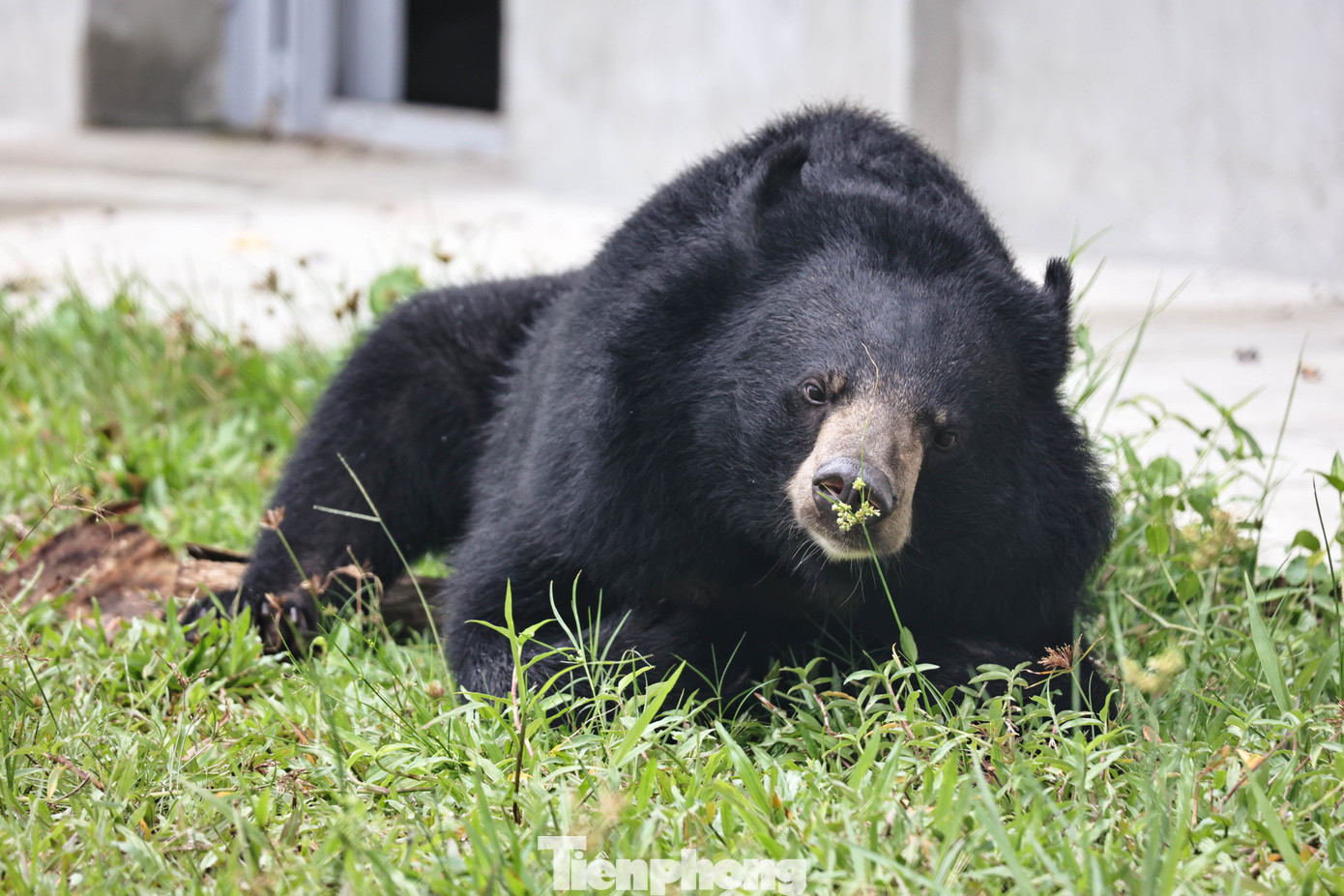 Các chuyên gia cứu hộ nhận định, phần lớn những cá thể gấu được giải cứu thường mắc các bệnh mãn tính do thời gian dài bị nuôi nhốt trong điều kiện chật hẹp. Các vấn đề sức khỏe phổ biến bao gồm cao huyết áp và viêm mật - hậu quả trực tiếp của việc bị khai thác mật trong thời gian dài. Nếu không được cứu hộ, chăm sóc kịp thời, gấu nuôi nhốt này ngày càng giảm sút về số lượng cũng như chất lượng thể trạng. Trong ảnh là một cá thể gấu được cứu hộ, chăm sóc với thể trạng tốt tại Trung tâm Cứu hộ gấu Bạch Mã, Huế. Các chuyên gia cứu hộ nhận định, phần lớn những cá thể gấu được giải cứu thường mắc các bệnh mãn tính do thời gian dài bị nuôi nhốt trong điều kiện chật hẹp. Các vấn đề sức khỏe phổ biến bao gồm cao huyết áp và viêm mật - hậu quả trực tiếp của việc bị khai thác mật trong thời gian dài. Nếu không được cứu hộ, chăm sóc kịp thời, gấu nuôi nhốt này ngày càng giảm sút về số lượng cũng như chất lượng thể trạng. Trong ảnh là một cá thể gấu được cứu hộ, chăm sóc với thể trạng tốt tại Trung tâm Cứu hộ gấu Bạch Mã, Huế.