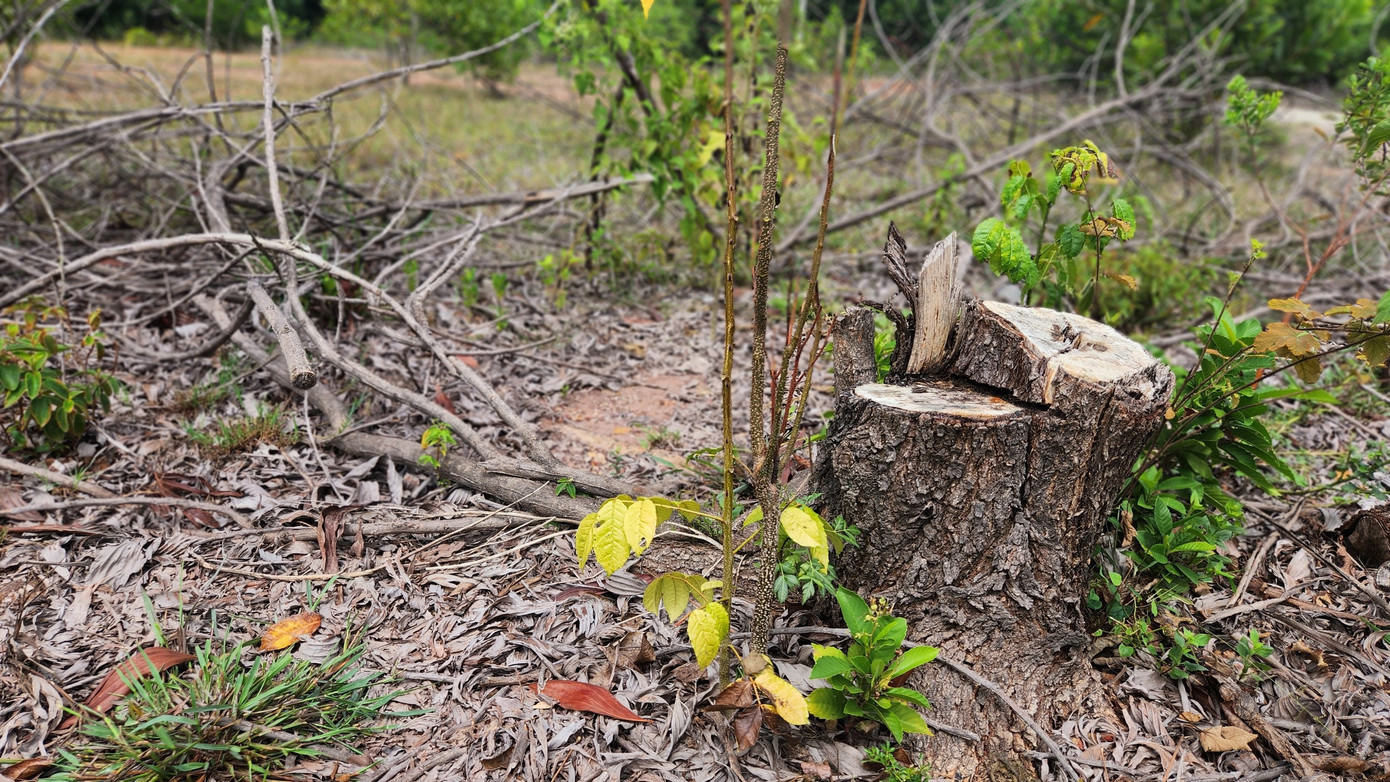 Cây kèo tràm mọc xâm lấn trong khu quy hoạch bỏ hoang 5 năm đã đến thời kỳ "thu hoạch".