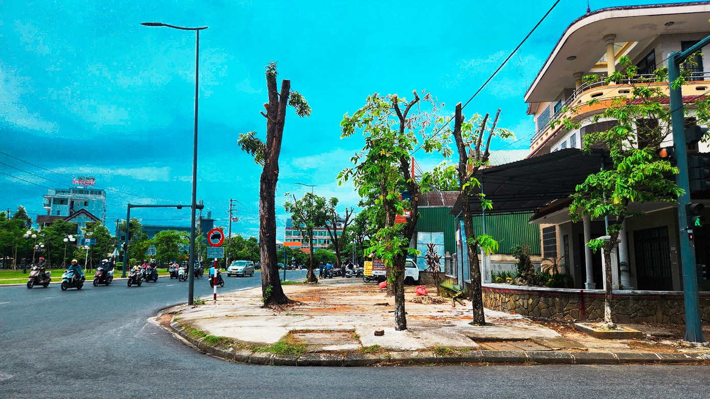 Ghi nhận của PV, hai bên vỉa hè đoạn đường Phạm Văn Đồng từ công viên tượng đài 11 cô gái sông Hương, gần Bệnh viện Mắt Huế, kéo dài về giao lộ Tùng Thiện Vương, đã có hàng chục cây xanh chủ yếu là loài xà cừ, phượng vĩ nhiều năm tuổi, với đường kính thân cây khá lớn, đã bị cưa cắt trơ trụi phần cành, ngọn, tán lá. Có nhiều cây xanh đường phố còn bị cưa ngang phần thân phía trên. Ảnh: Ngọc Văn