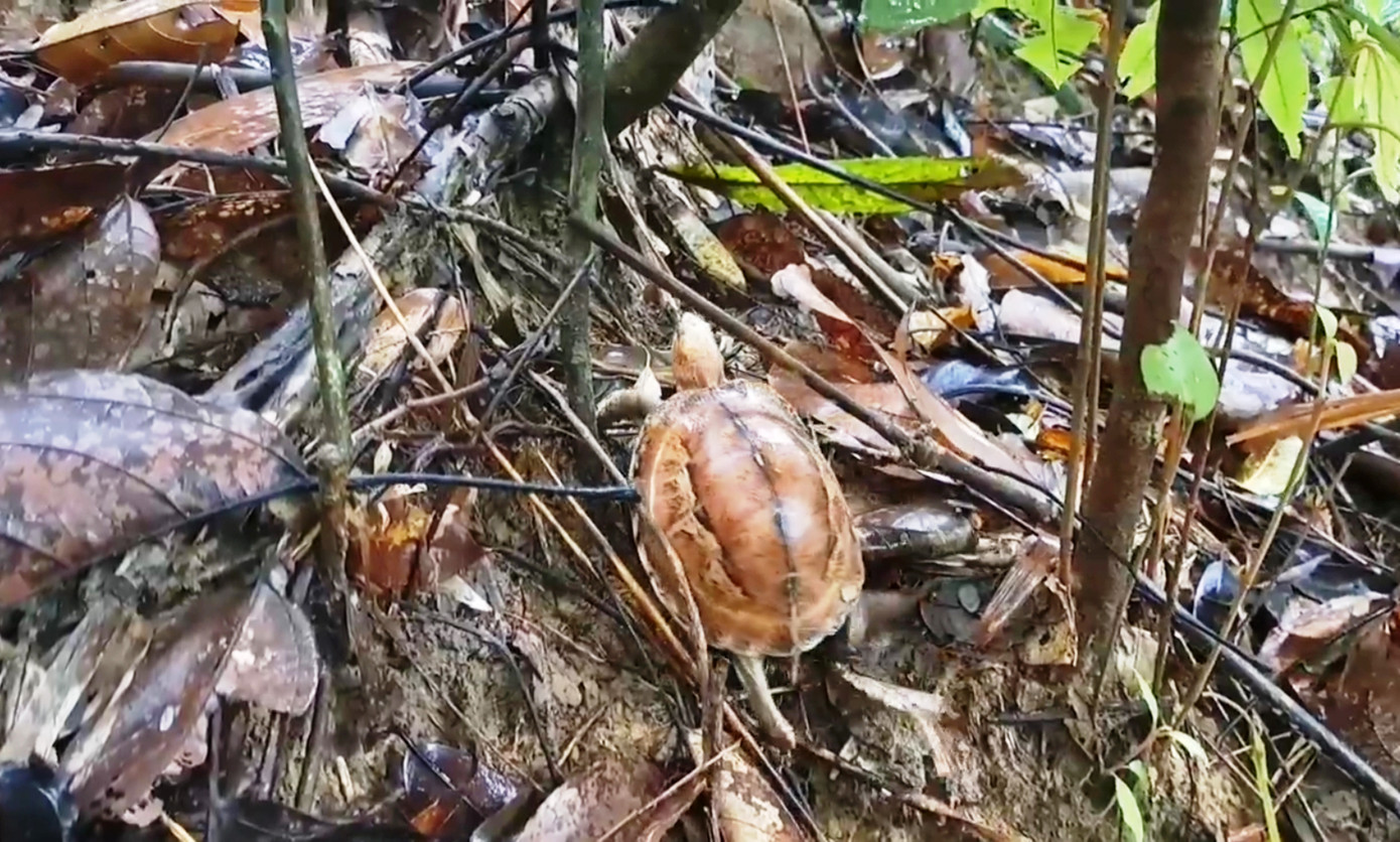 Đáng chú ý, trong hai lần đặt bẫy ảnh (thời gian 5 năm trở lại đây), trên địa bàn Vườn ghi nhận có 47 loài, nhóm loài thú và chim sống trên mặt đất. Bên cạnh còn có các loài quý hiếm như cầy vòi hương, rùa hộp trán vàng miền Trung, khỉ đuôi lợn, khỉ mặt đỏ, cu li lớn, trĩ sao, sơn dương…