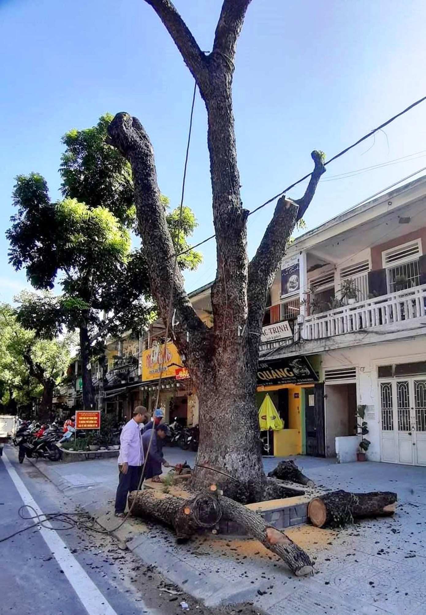 Trung tâm Công viên Cây xanh Huế sẽ trồng mới một cây long não trưởng thành vào vị trí này. Ảnh: Đ.D Trung tâm Công viên Cây xanh Huế sẽ trồng mới một cây long não trưởng thành vào vị trí này. Ảnh: Đ.D