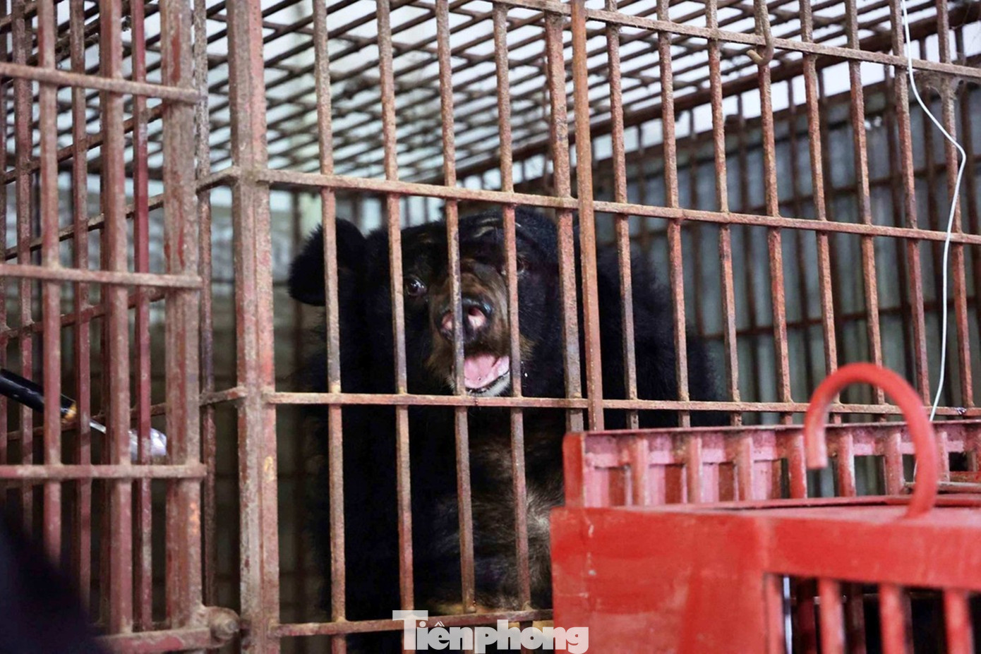 Theo thống kê của cơ quan chức năng, cả nước hiện còn gần 200 cá thể gấu đang bị nuôi nhốt. Trong khi, Trung tâm Cứu hộ gấu Việt Nam (cơ sở II) tại Vườn Quốc gia Bạch Mã vẫn chờ… gấu, do việc vận động người dân tự nguyện bàn giao gấu nuôi gặp nhiều khó khăn. Theo thống kê của cơ quan chức năng, cả nước hiện còn gần 200 cá thể gấu đang bị nuôi nhốt. Trong khi, Trung tâm Cứu hộ gấu Việt Nam (cơ sở II) tại Vườn Quốc gia Bạch Mã vẫn chờ… gấu, do việc vận động người dân tự nguyện bàn giao gấu nuôi gặp nhiều khó khăn.