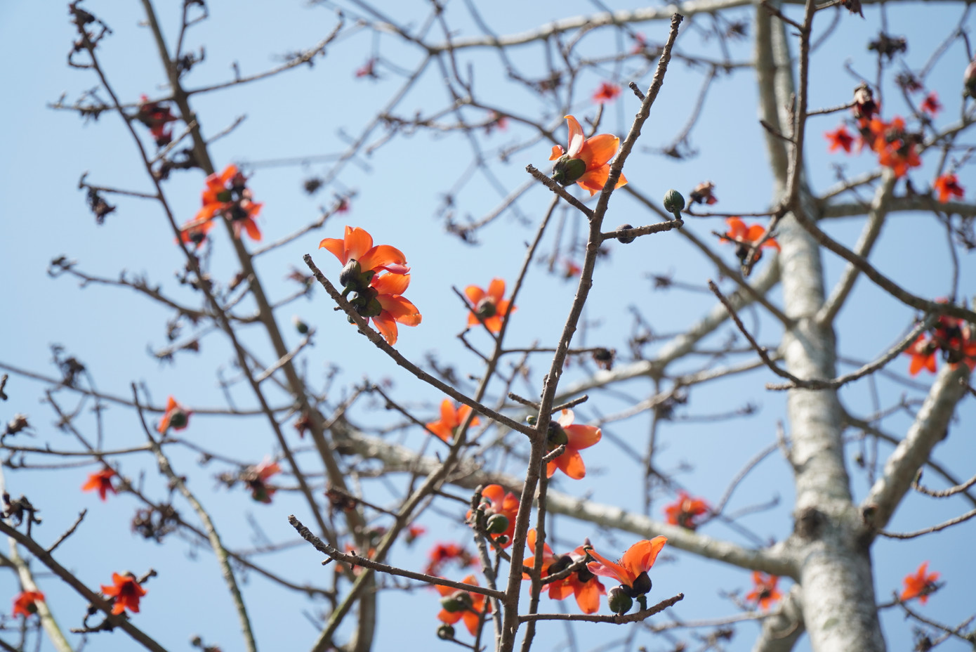 Ở Huế, mỗi khi hoa gạo nở đó là một sự báo hiệu của tiết trời ấm áp, mùa xuân gần tàn, mùa hè sắp tới. Ảnh: Ngọc Văn