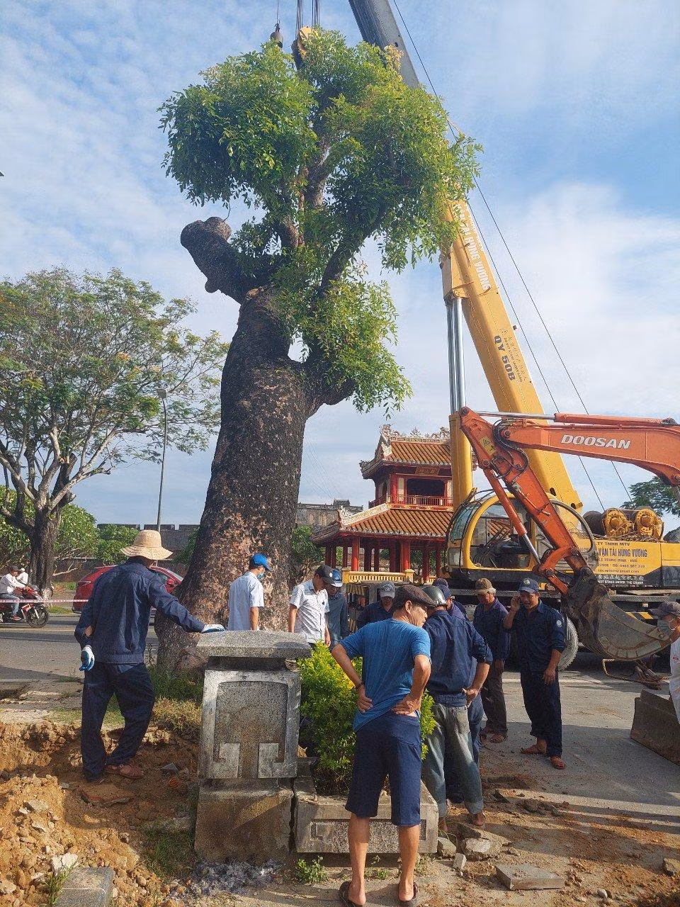Trung tâm Công viên Cây xanh Huế đã có những tính toán cẩn thận và huy động nhiều phương tiện cơ giới, nhân công để trục bứng an toàn cây xanh và trồng lại bảo đảm duy trì tốt sự sống của cây. Ảnh: Tám Quang Trung tâm Công viên Cây xanh Huế đã có những tính toán cẩn thận và huy động nhiều phương tiện cơ giới, nhân công để trục bứng an toàn cây xanh và trồng lại bảo đảm duy trì tốt sự sống của cây. Ảnh: Tám Quang