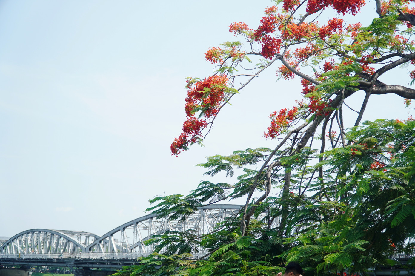 Nhiều năm nay, cây phượng vĩ bên cầu Trường Tiền trở nên nổi tiếng, trở thành điểm dừng chân, chụp hình lưu niệm của người dân Huế và du khách. Ảnh: Ngọc Văn