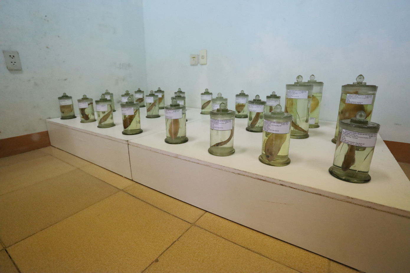 Bộ mẫu thủy sinh vật gồm hơn 1.600 mẫu. Trong đó, có 1.500 mẫu cá từ sông Hương, đầm phá Tam Giang - Cầu Hai và hơn 100 mẫu từ biển Sơn Chà - Hải Vân, được trưng bày trong bể thủy sinh kết hợp khoa học và nghệ thuật. Bộ mẫu thủy sinh vật gồm hơn 1.600 mẫu. Trong đó, có 1.500 mẫu cá từ sông Hương, đầm phá Tam Giang - Cầu Hai và hơn 100 mẫu từ biển Sơn Chà - Hải Vân, được trưng bày trong bể thủy sinh kết hợp khoa học và nghệ thuật.