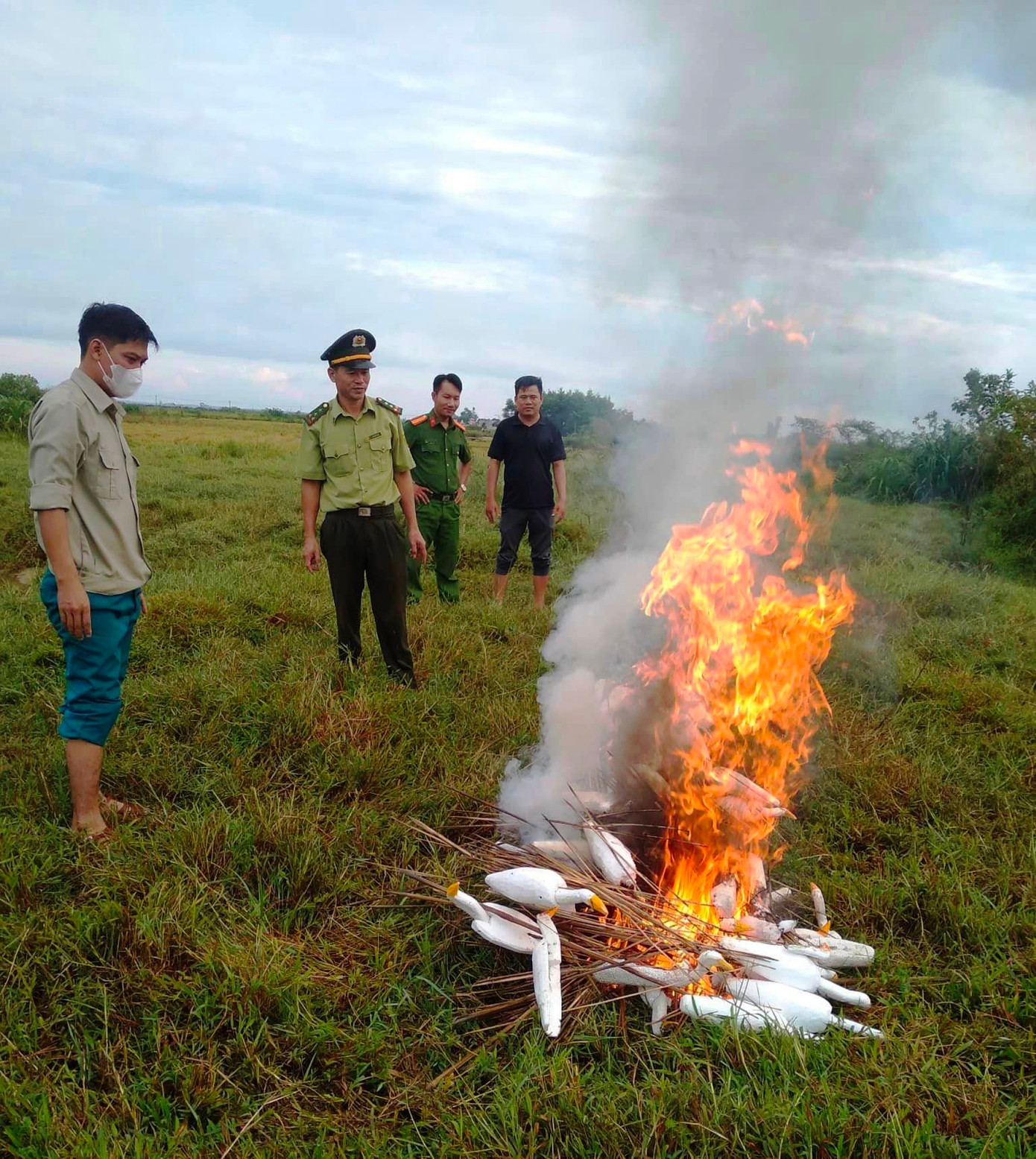 Tiêu hủy ngay tại ruộng nhiều chiếc bẫy và mô hình cò xốp.