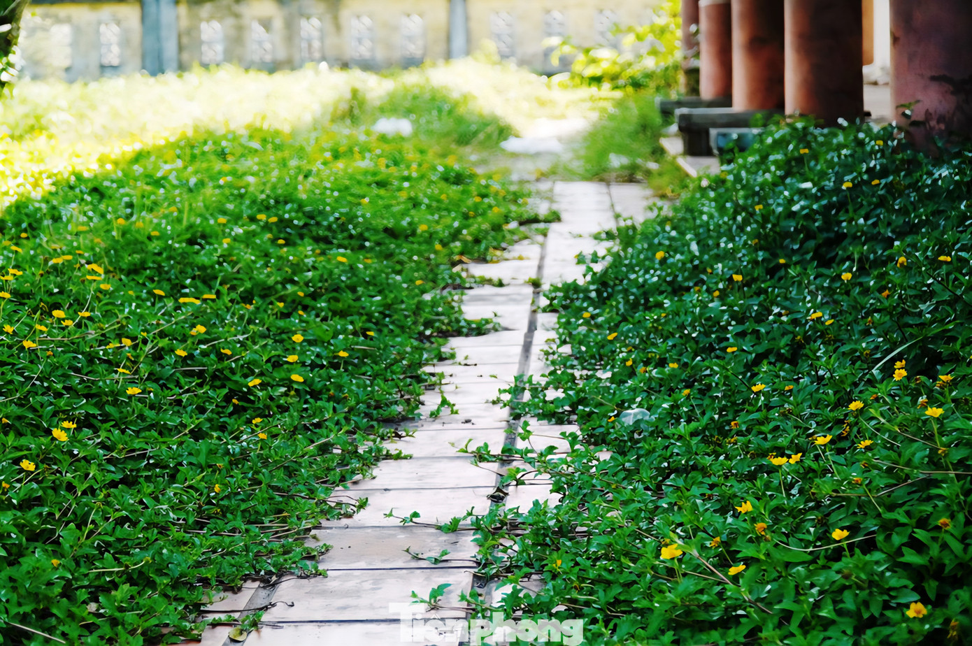 Khuôn viên Trung tâm giới thiệu sản phẩm nghề đúc đồng truyền thống Huế hiện phủ đầy rác, phân thải động vật, bùn đất... Lối đi sau dãy nhà ki-ốt cỏ dại mọc um tùm, ít khi được làm vệ sinh, dọn dẹp.