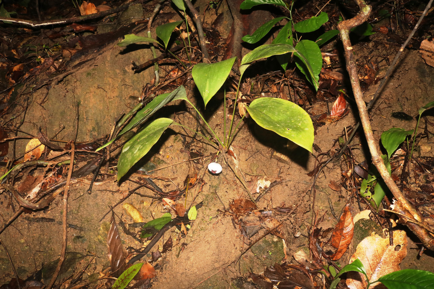 Loài thực vật mới tỏi rừng Phong Điền lần đầu tiên được phát hiện tại vùng rừng núi TT-Huế. Ảnh: KLCC Loài thực vật mới tỏi rừng Phong Điền lần đầu tiên được phát hiện tại vùng rừng núi TT-Huế. Ảnh: KLCC