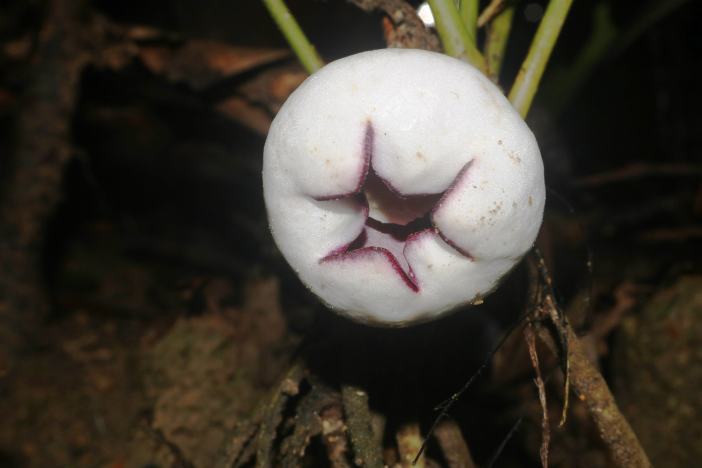 Loài mới tỏi rừng Phong Điền có hình thái tương tự như loài tỏi A. khangii, nhưng khác ở phiến lá rộng hơn, mặt ngoài bao hoa màu trắng, phấn hoa màu vàng, bao phấn và nhụy hoa khác biệt. Ảnh: KLCC Loài mới tỏi rừng Phong Điền có hình thái tương tự như loài tỏi A. khangii, nhưng khác ở phiến lá rộng hơn, mặt ngoài bao hoa màu trắng, phấn hoa màu vàng, bao phấn và nhụy hoa khác biệt. Ảnh: KLCC