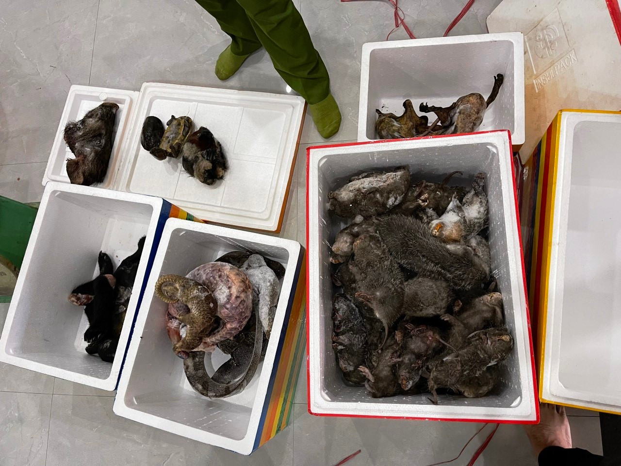 Công an phát hiện ông Lê Đình H. tàng trữ hàng chục cá thể động vật hoang dã. (Ảnh: CACC)