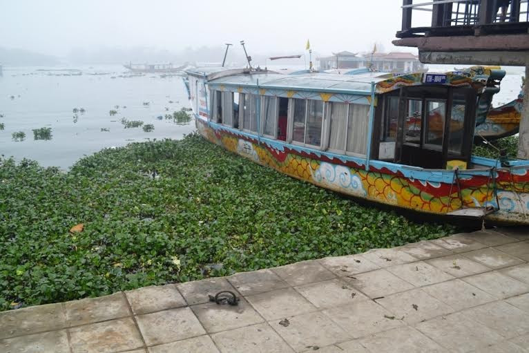 Bèo tây một thời bủa vây thuyền rồng du lịch sông Hương tại khu vực bến Tòa Khâm.