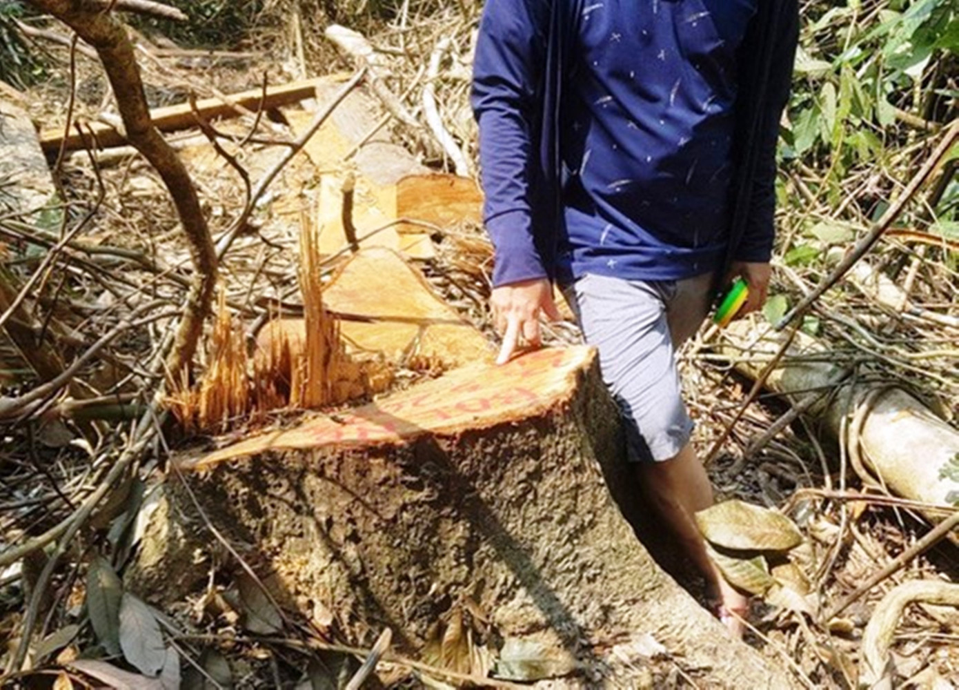 Cây rừng có đường kính lớn bị lâm tặc đốn hạ tại vùng núi Nam Đông. Ảnh: CTV Cây rừng có đường kính lớn bị lâm tặc đốn hạ tại vùng núi Nam Đông. Ảnh: CTV