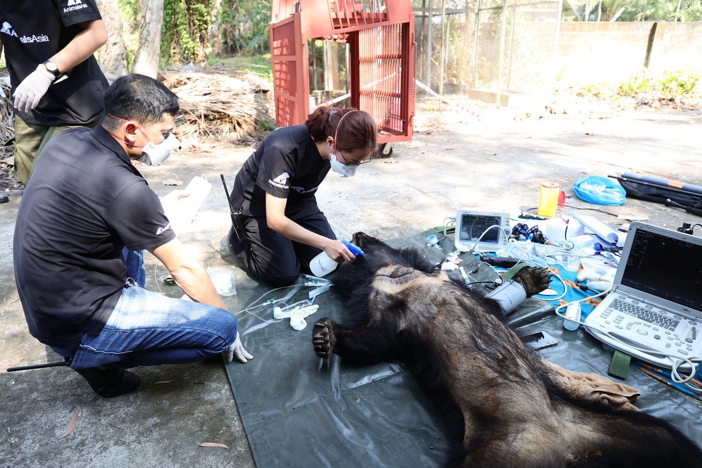 Chuyên gia tiến hành chăm sóc, kiểm tra sức khỏe cho gấu ngựa vừa chuyển từ TPHCM về Huế. Ảnh: VQGBM Chuyên gia tiến hành chăm sóc, kiểm tra sức khỏe cho gấu ngựa vừa chuyển từ TPHCM về Huế. Ảnh: VQGBM