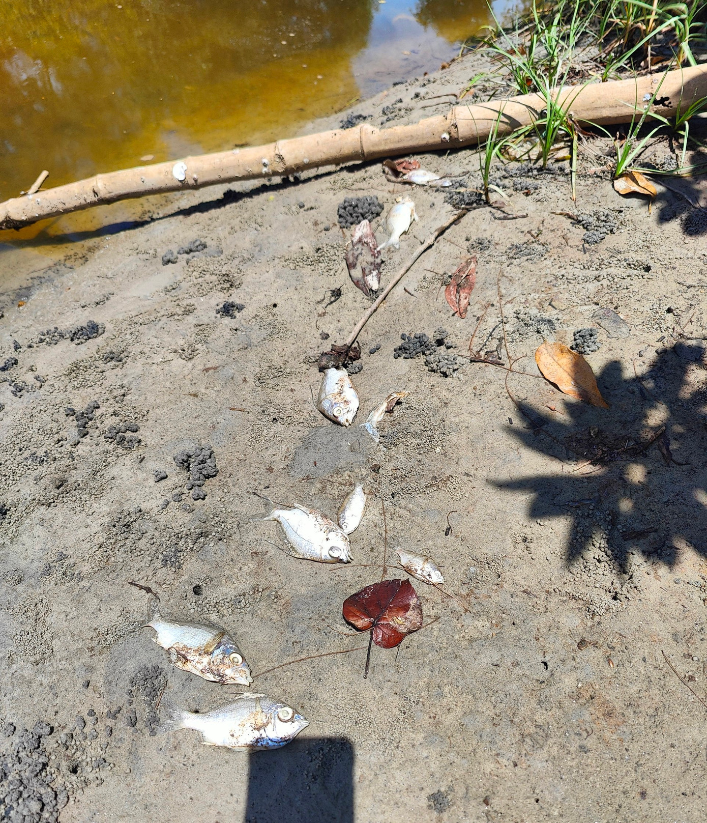 Cá chết trên sông Mỹ Gia tấp vào khu vực ven bờ. Cá chết trên sông Mỹ Gia tấp vào khu vực ven bờ.