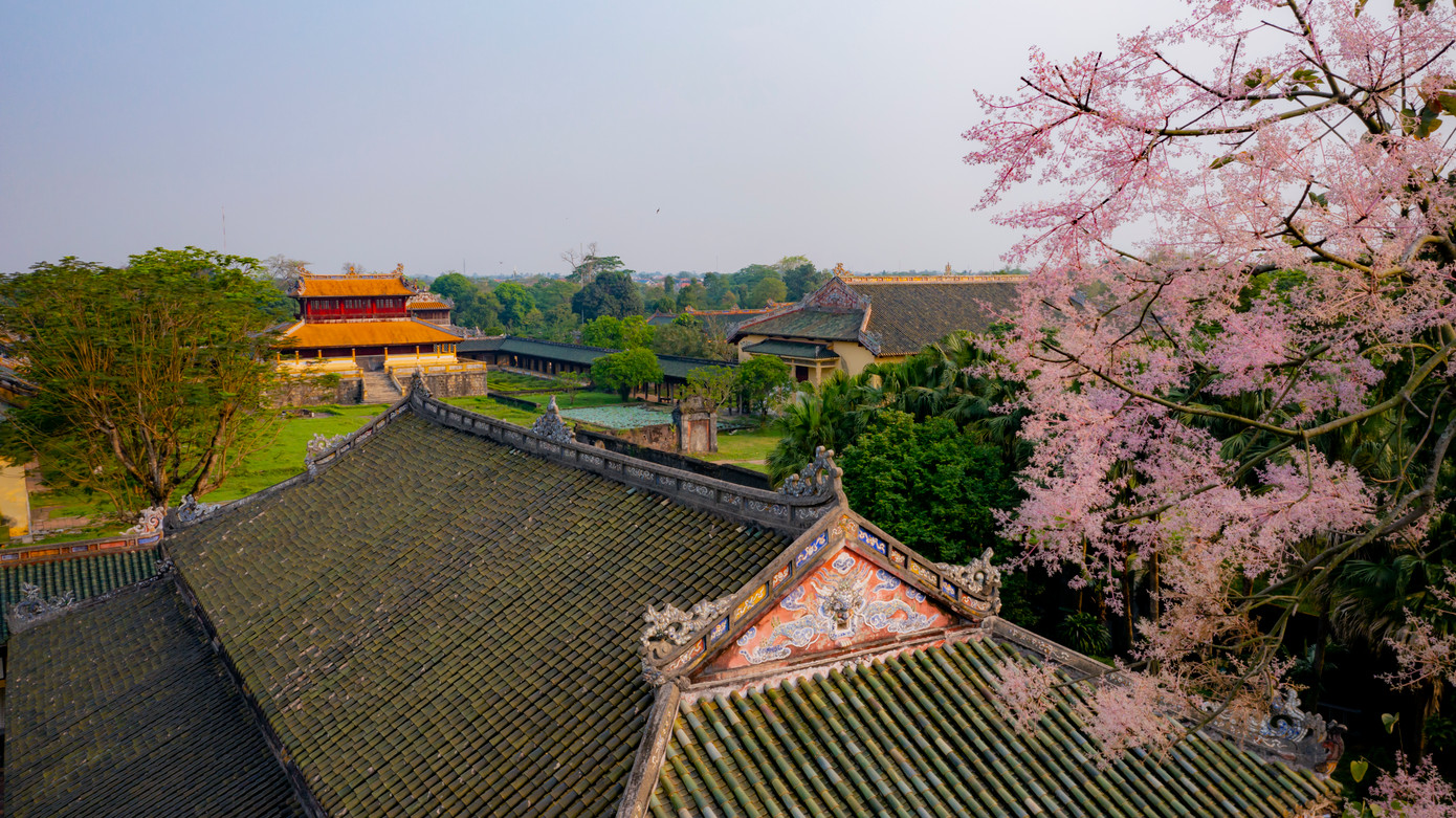 Hàng vạn bông hoa tím hồng khoe sắc bên mái ngói cung điện đẫm màu thời gian, ký ức.