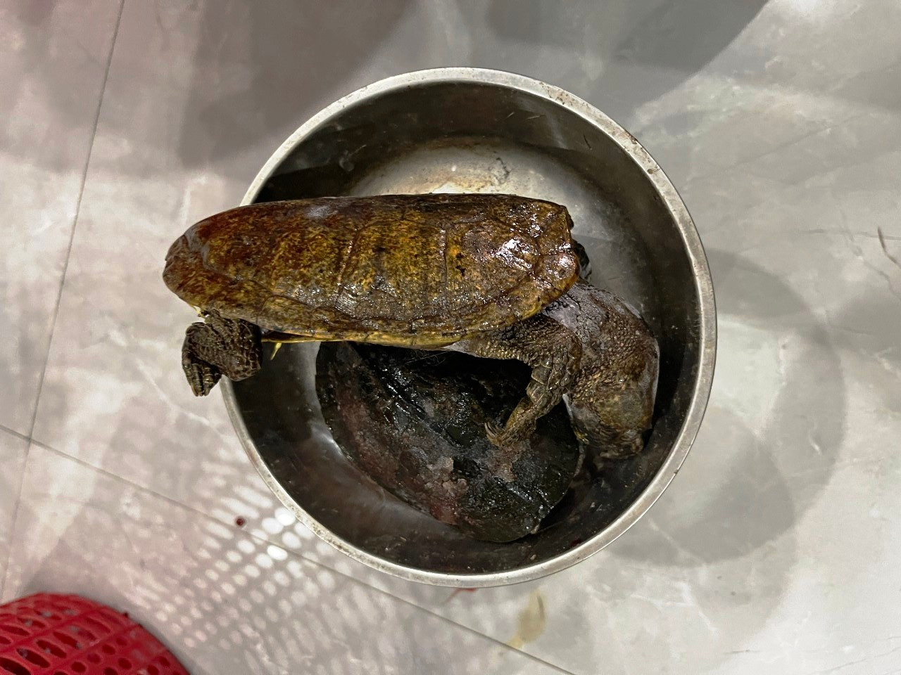 Ông H. còn tàng trữ nhiều cá thể rùa, kỳ đà hoang dã. Ảnh: CACC