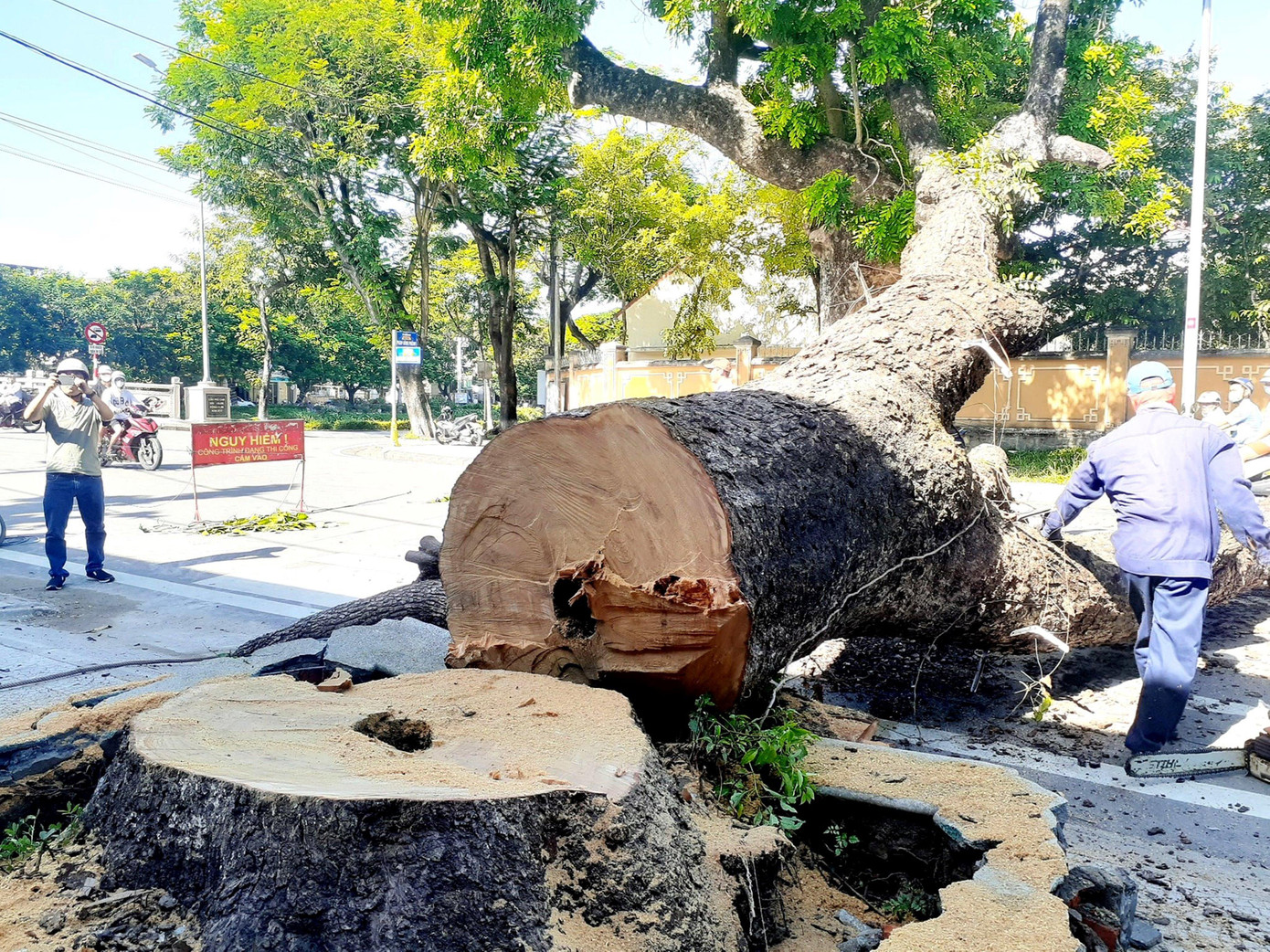 Trung tâm Công viên Cây xanh Huế từng cứu chữa cây cổ thụ trong một năm nhưng không thành công. Ảnh: Thùy Trang Trung tâm Công viên Cây xanh Huế từng cứu chữa cây cổ thụ trong một năm nhưng không thành công. Ảnh: Thùy Trang