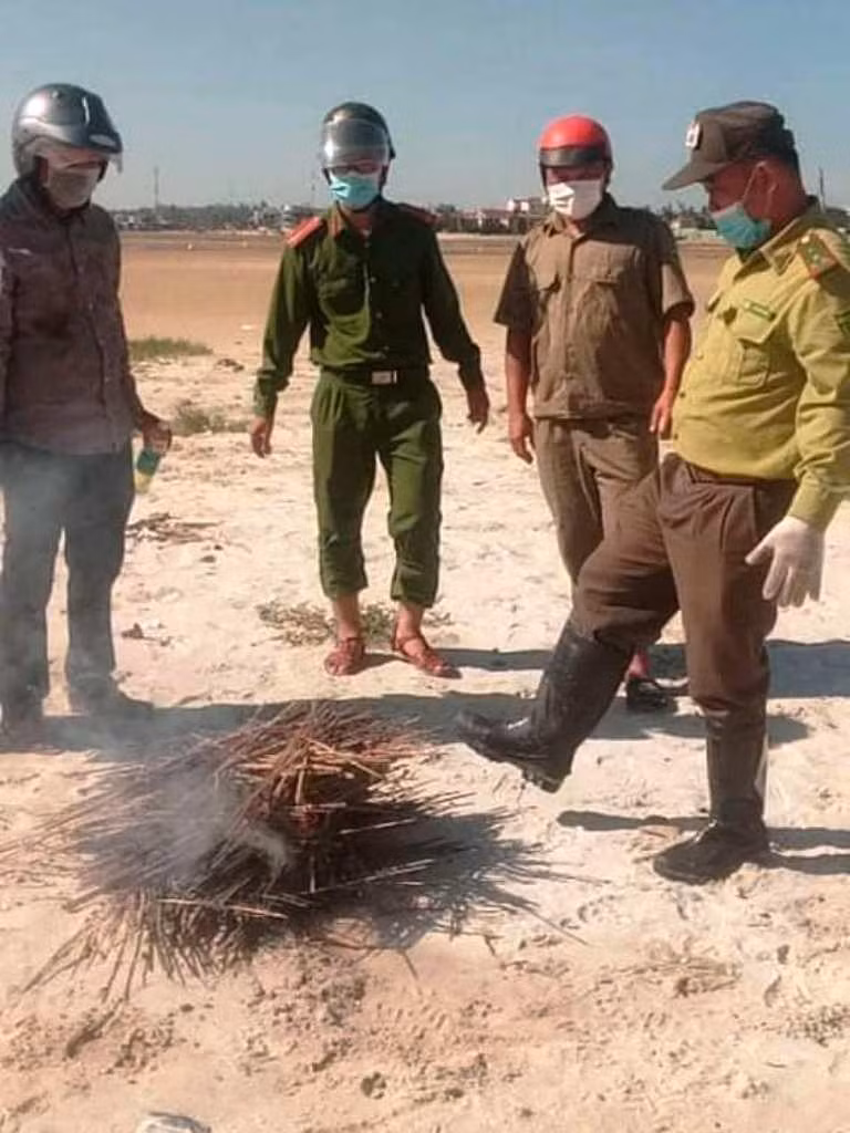 Thu gom, tiêu hủy hàng nghìn bẫy dính dùng để đánh bắt cò. Ảnh: Kiểm lâm TT-Huế Thu gom, tiêu hủy hàng nghìn bẫy dính dùng để đánh bắt cò. Ảnh: Kiểm lâm TT-Huế