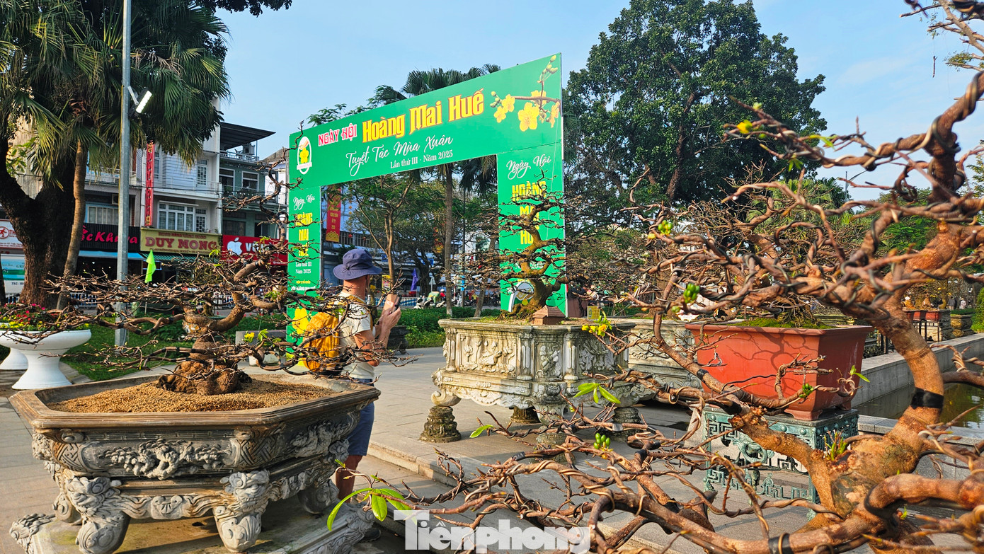 Theo Ban tổ chức ngày hội Hoàng mai Huế 2025, hoạt động này là một trong những điểm nhấn mở đầu cho chuỗi các sự kiện lễ hội mùa Xuân trong khuôn khổ Festival Huế 4 mùa.