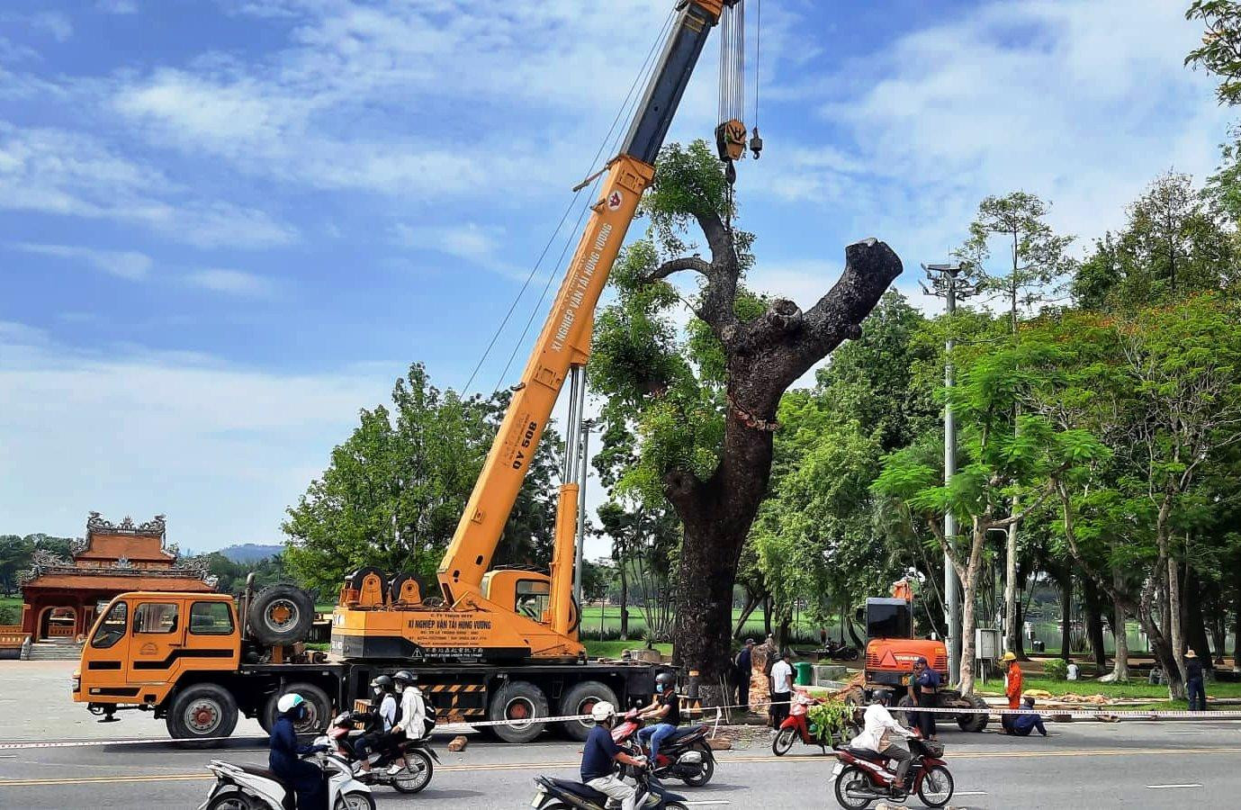 Giám đốc Trung tâm Công viên Cây xanh Huế cho biết, đơn vị sẽ thực hiện các biện pháp kỹ thuật để chăm sóc, duy trì sự sống cho "cụ" cổ thụ hơn 100 tuổi khi dời đến nơi mới. Ảnh: Tám Quang