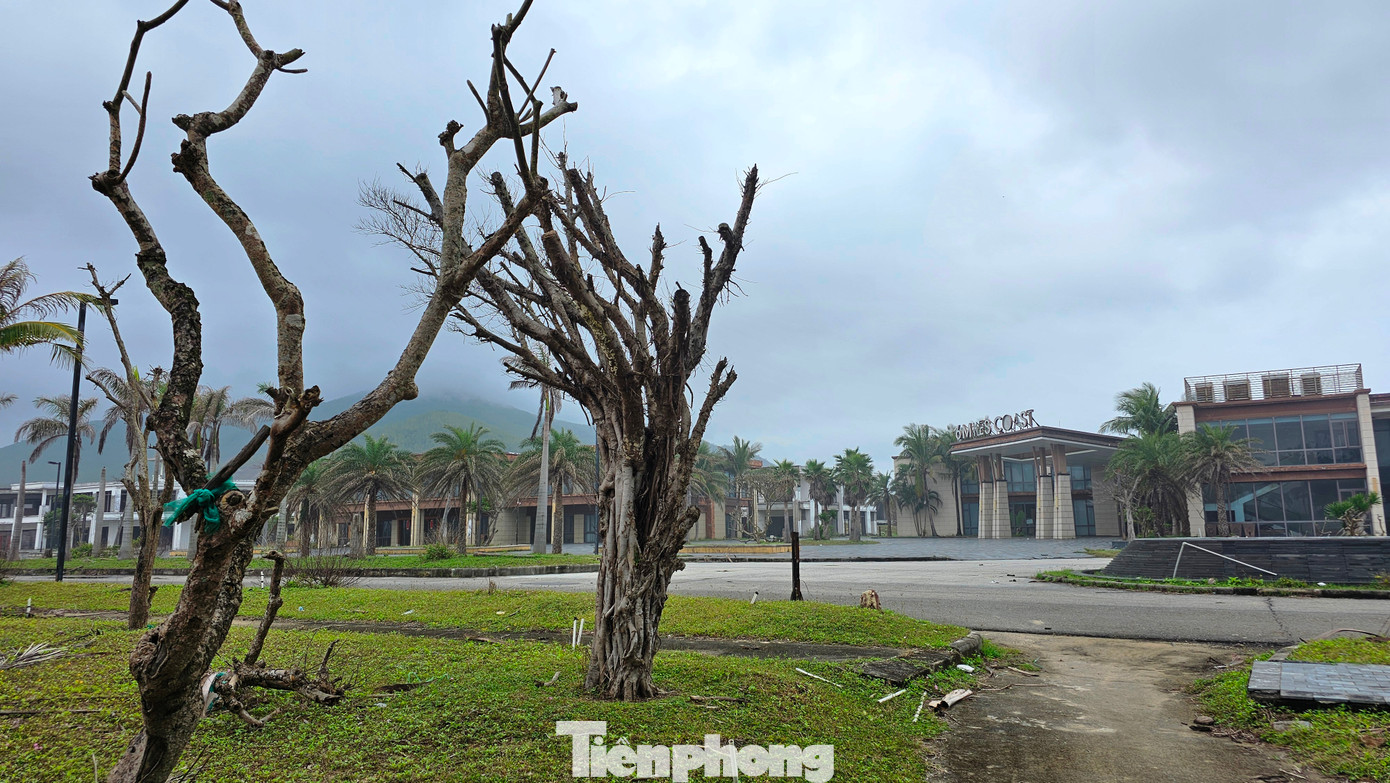 Cây cối trang trí khu du lịch héo úa, khô chết càng tạo nên khung cảnh hiu hắt tại dự án khu nghỉ dưỡng từng được kỳ vọng là "dải lụa vàng" của du lịch miền Trung.