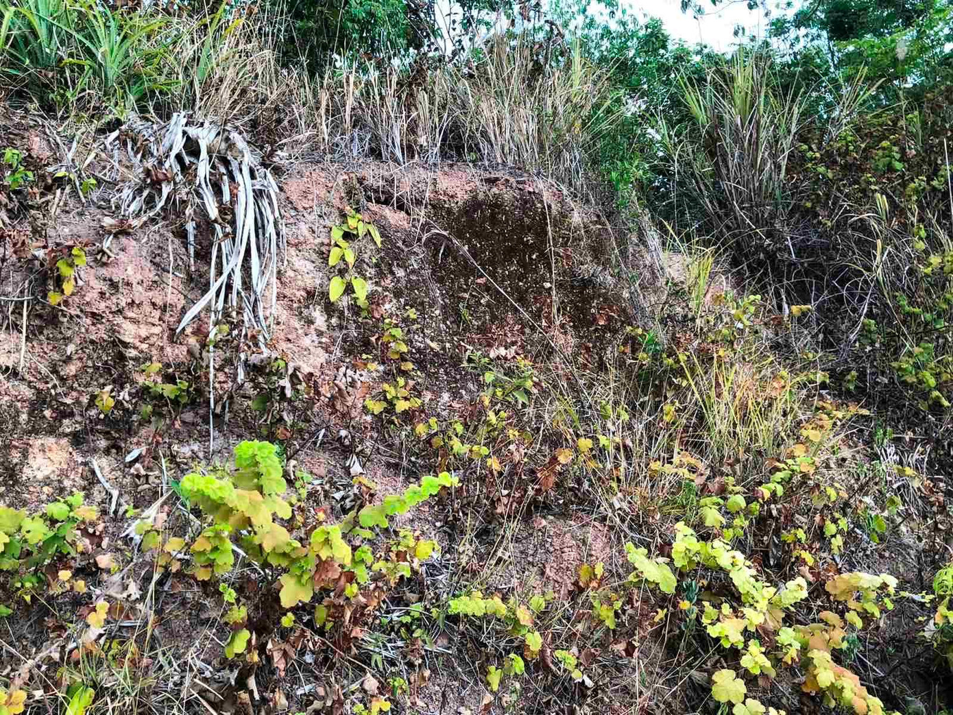 Một đoạn thành được đắp bằng đất bị phủ kín bởi cây dại, cỏ tranh, lau lách. Ảnh: Quang Phúc