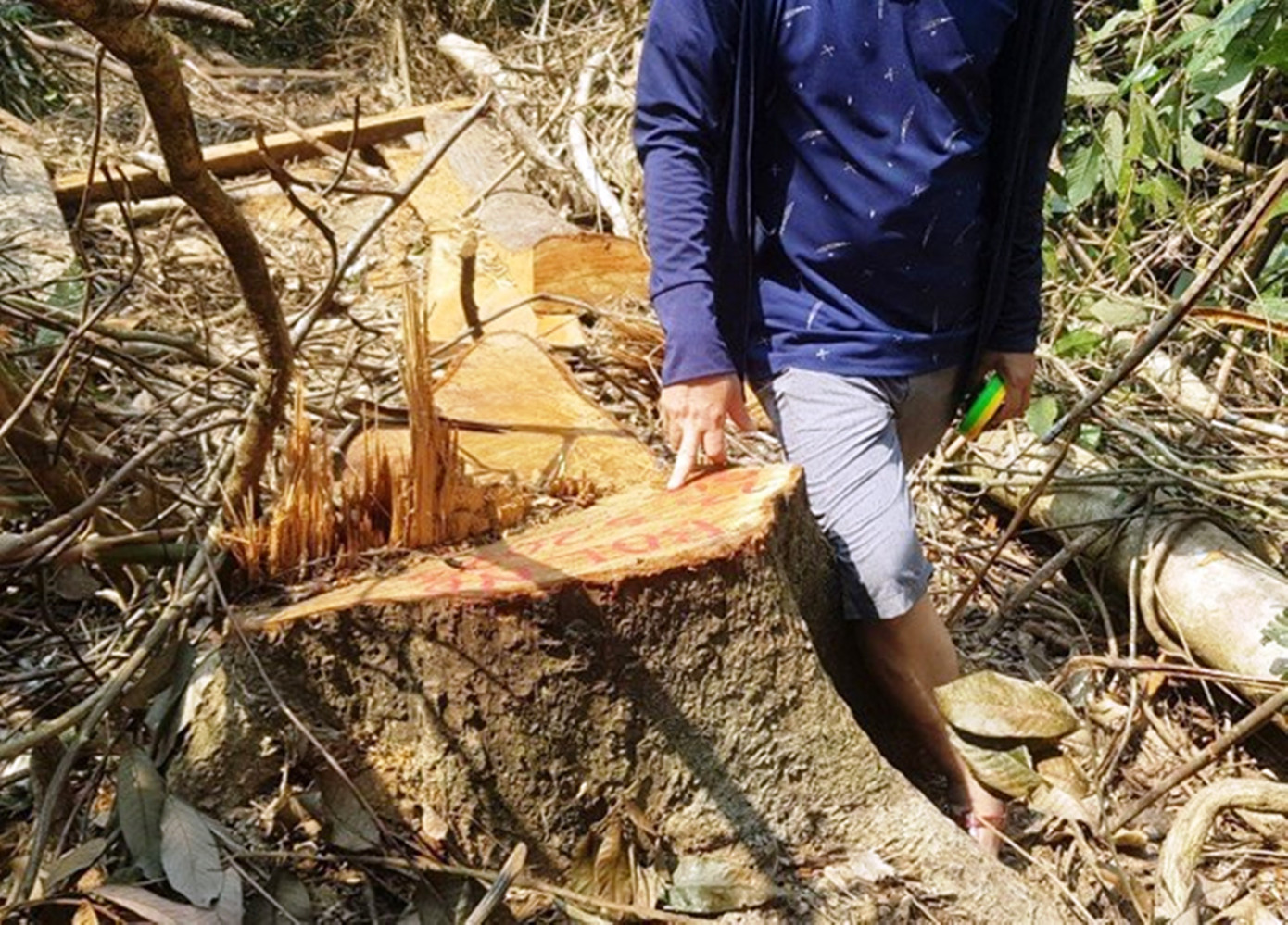 Cây rừng có đường kính lớn bị lâm tặc đốn hạ tại vùng núi Nam Đông.