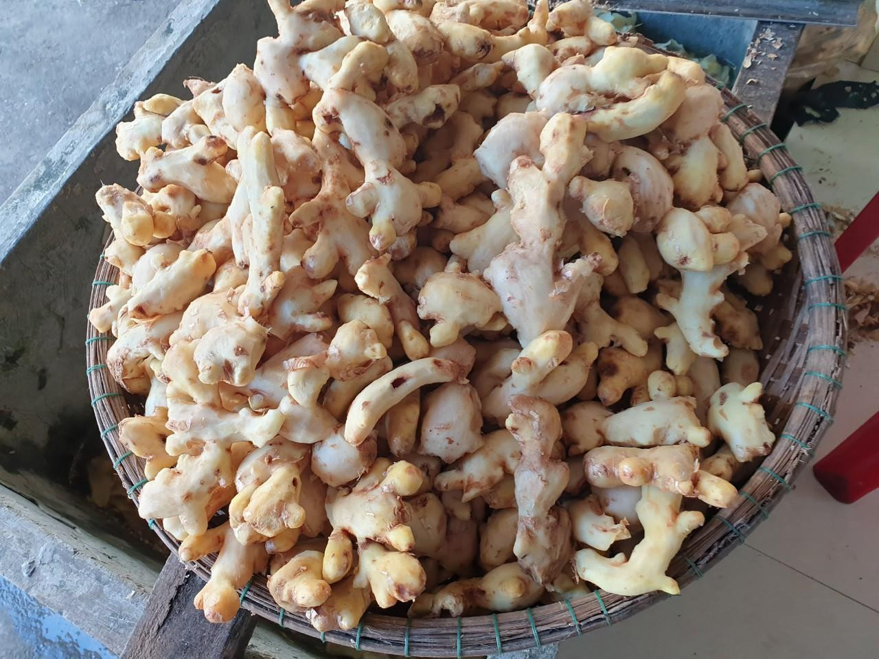 “Chẳng có bí quyết nào trong chế biến sản phẩm mứt gừng ở Kim Long. Nhưng đã là mứt gừng chính hiệu của làng thì nguyên liệu phải là gừng tươi Kim Long hoặc gừng vùng Tuần thì mứt mới ngon, cay nồng, thơm”, một người làm mứt Kim Long lâu năm chia sẻ.