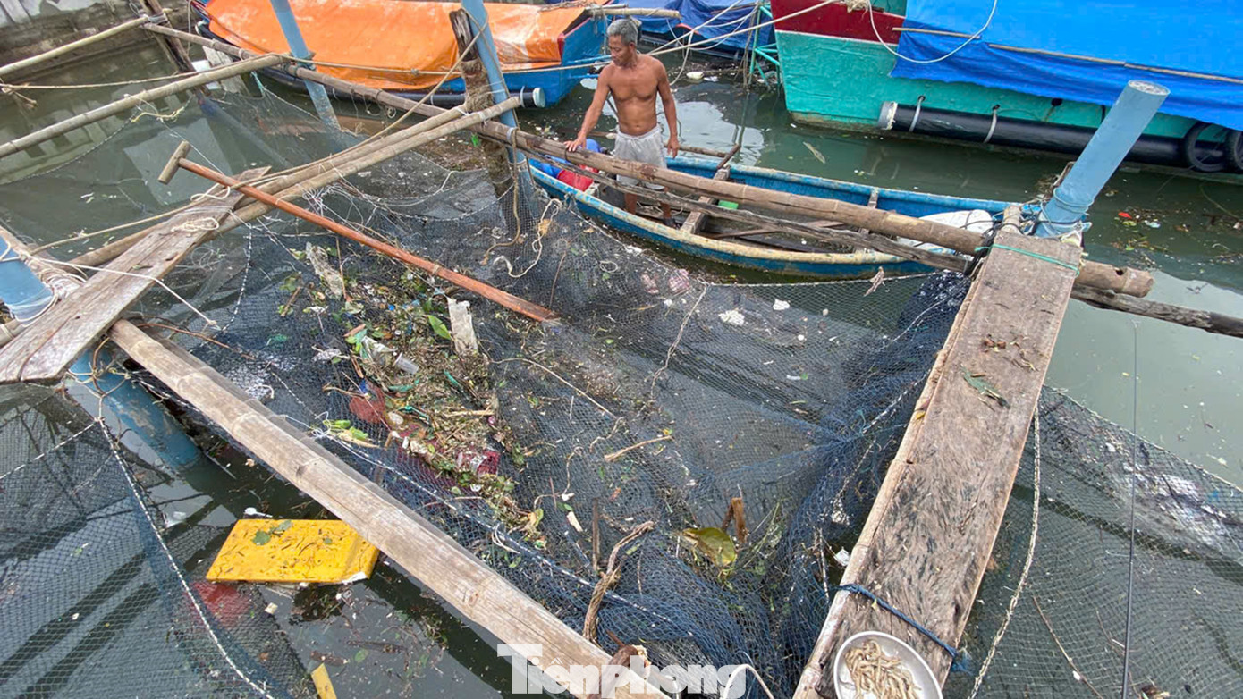 Ông Lê Văn Thọ, người nuôi cá lồng lâu năm tại thị trấn Lăng Cô, cho biết lâu nay tại khu vực cửa biển Lăng Cô và đầm Lập An có nhiều hộ dân chuyên nuôi các loài cá đặc sản với giá trị thương phẩm cao như chim trắng, hồng, vược, mú, bớp… bằng hình thức nuôi lồng bè.