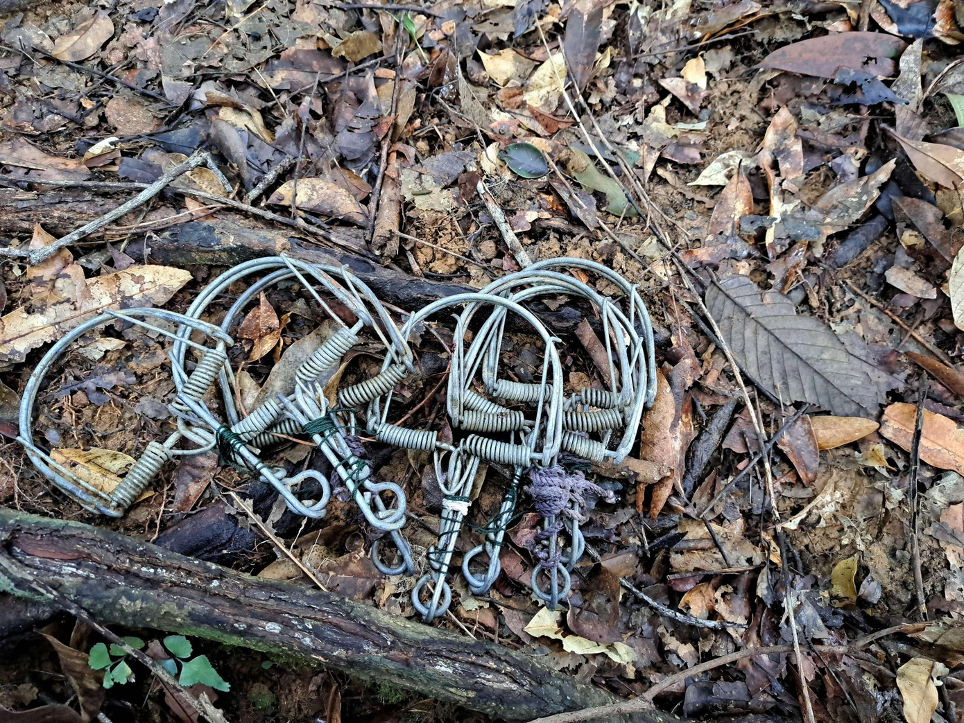 Các trạm kiểm lâm bảo vệ rừng thuộc Vườn Quốc gia Bạch Mã tổ chức hơn 5.000 lượt tuần tra kiểm soát tại các khu vực cửa rừng và các vị trí xung yếu trên lâm phần của đơn vị nhằm phát hiện, ngăn ngừa các hành vi xâm phạm lên tài nguyên rừng và đa dạng sinh học của Vườn.