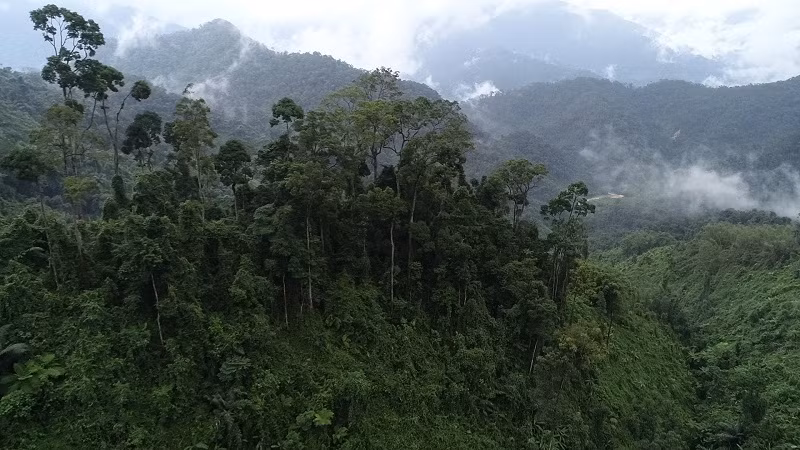 Rừng nguyên sinh ở huyện A Lưới, TP. Huế.