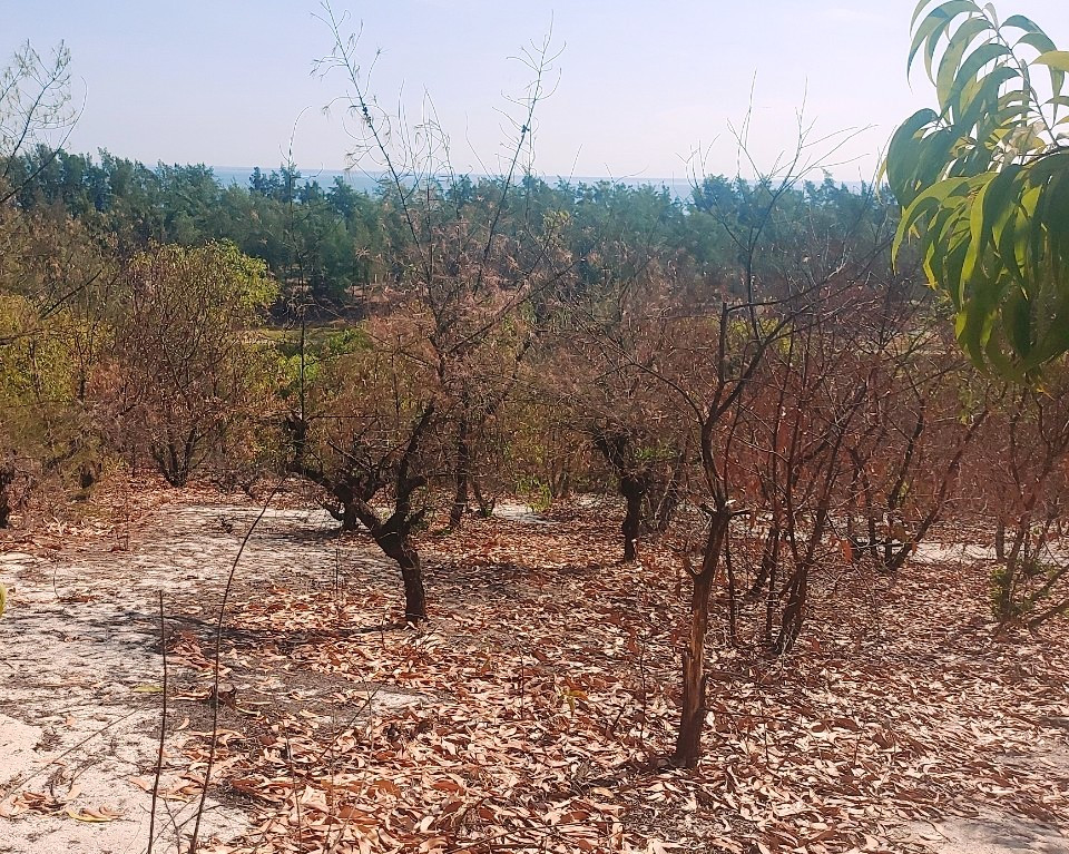 Rừng cây phi lao, keo tràm bị khô chết hàng loạt tại xã Hải Dương, TP Huế. Ảnh: KLTTH