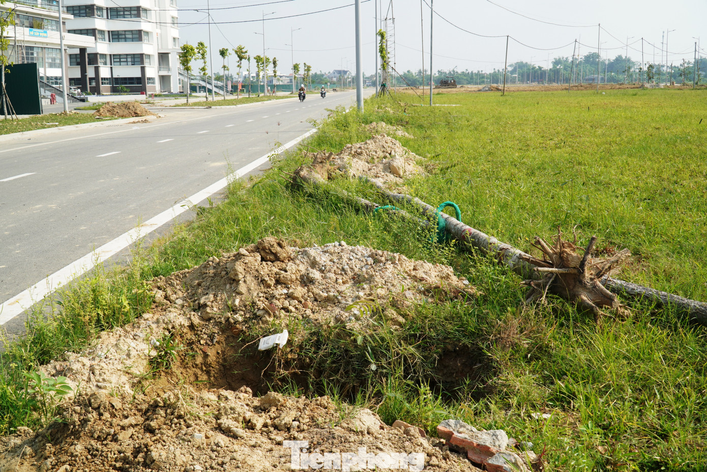 Các hố trồng bị đào lên xới lại để loại bỏ cây chết, chuẩn bị trồng cây mới thay thế. Các hố trồng bị đào lên xới lại để loại bỏ cây chết, chuẩn bị trồng cây mới thay thế.