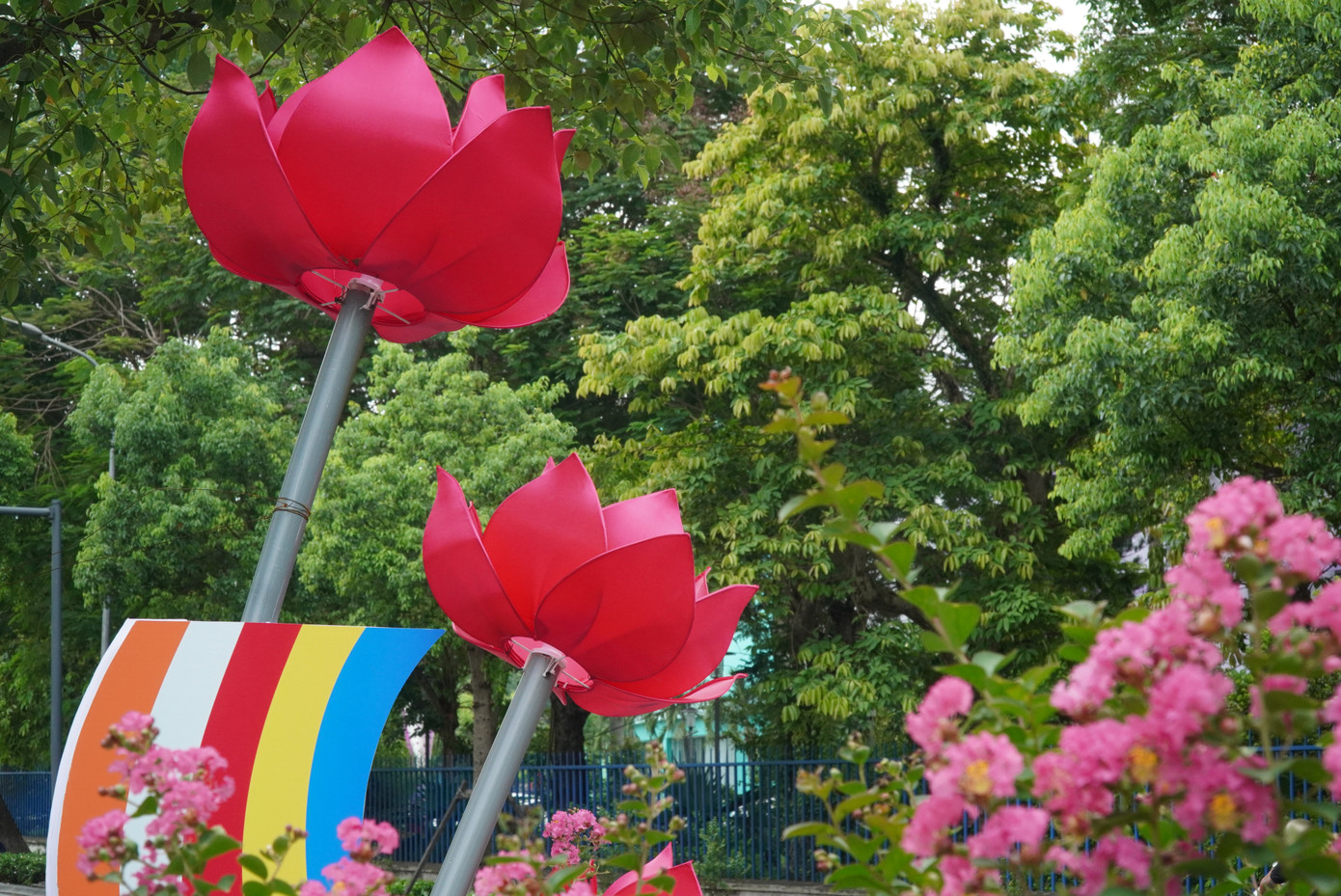 Trên các trục đường chính của TP. Huế, BTC Đại lễ Phật đản PL 2568 tỉnh TT-Huế đã cho thiết trí nhiều cụm hoa sen màu đỏ tím lạ tinh tế, bắt mắt.